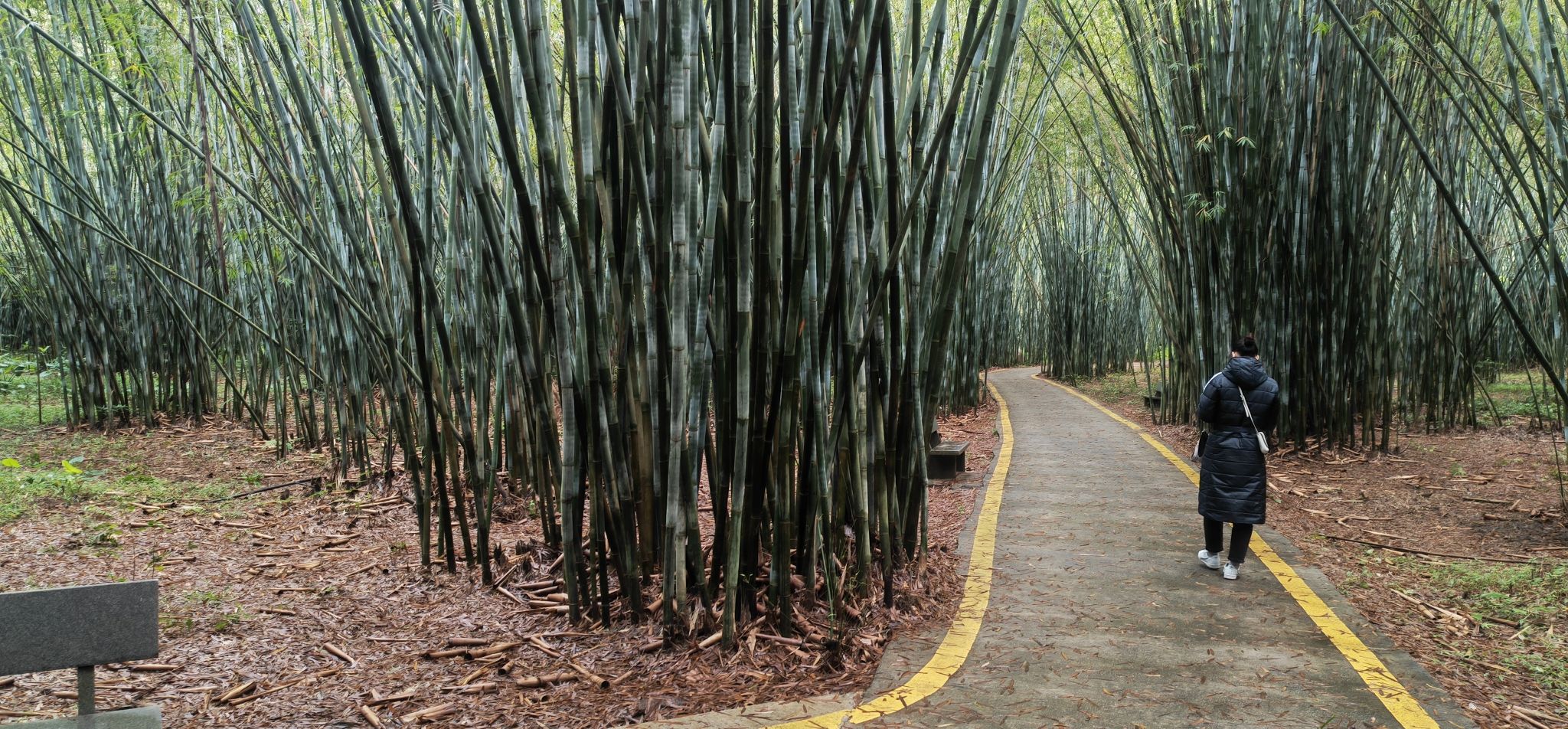 绥江竹海生态旅游景区旅行图片 2