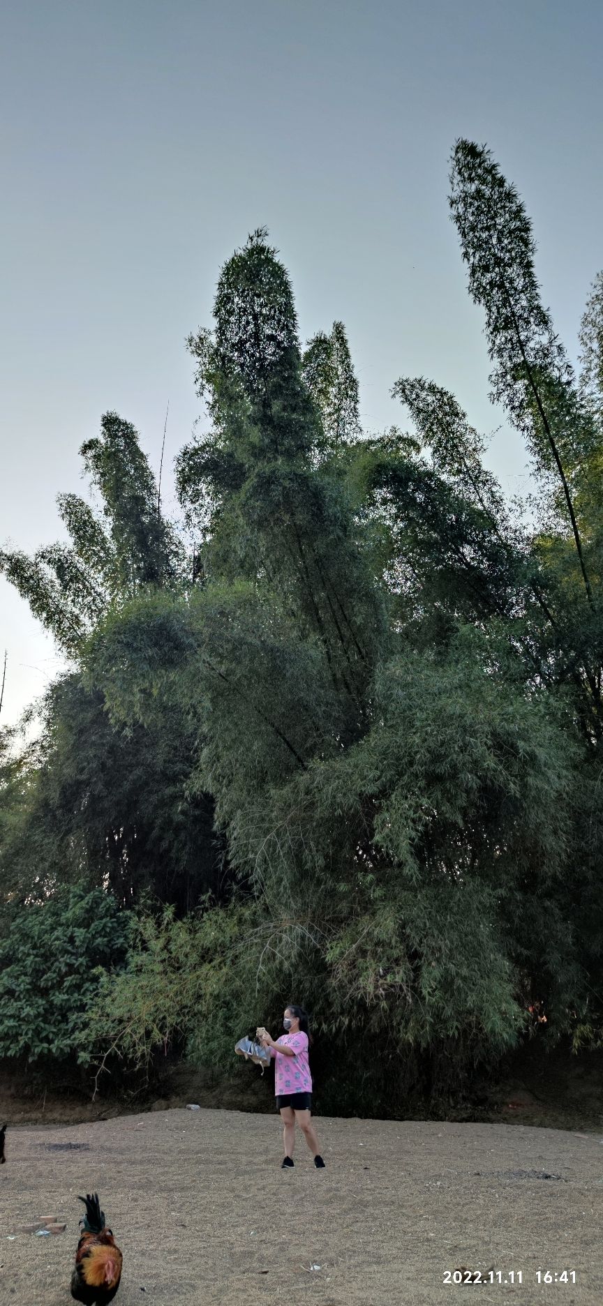竹海森林公园旅行图片 2