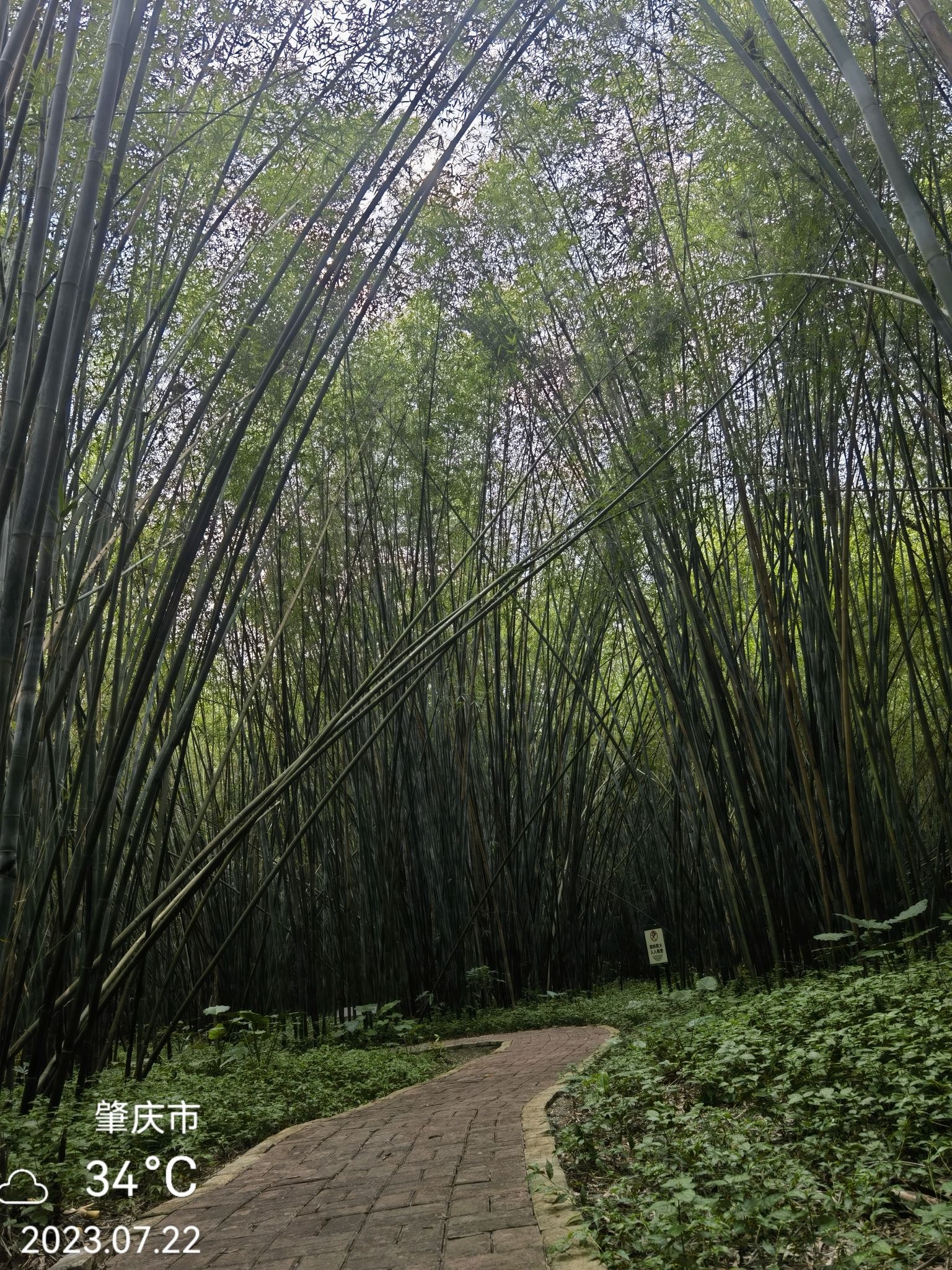 竹海森林公园旅行图片 1