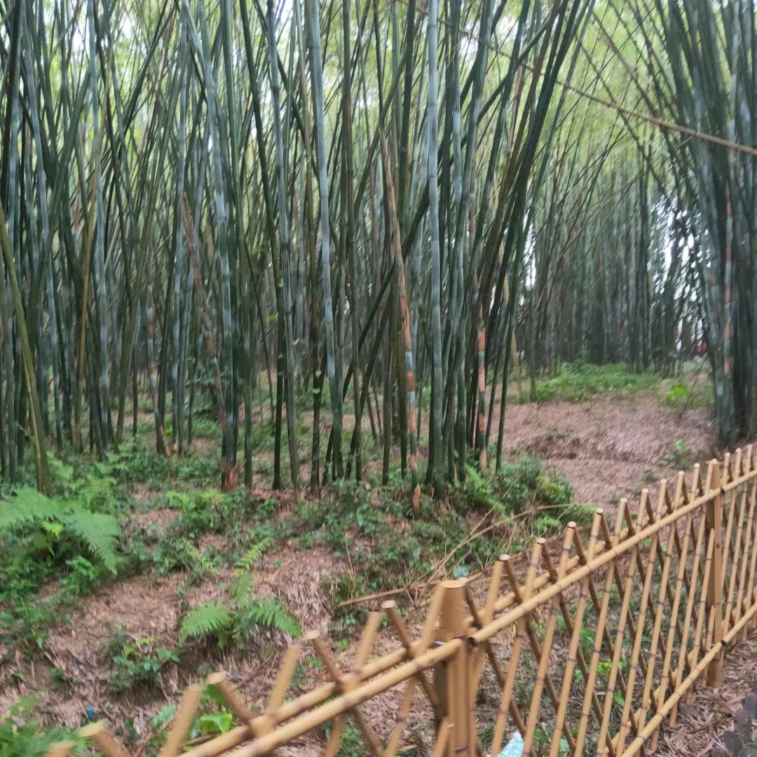 竹海森林公园旅行图片 3