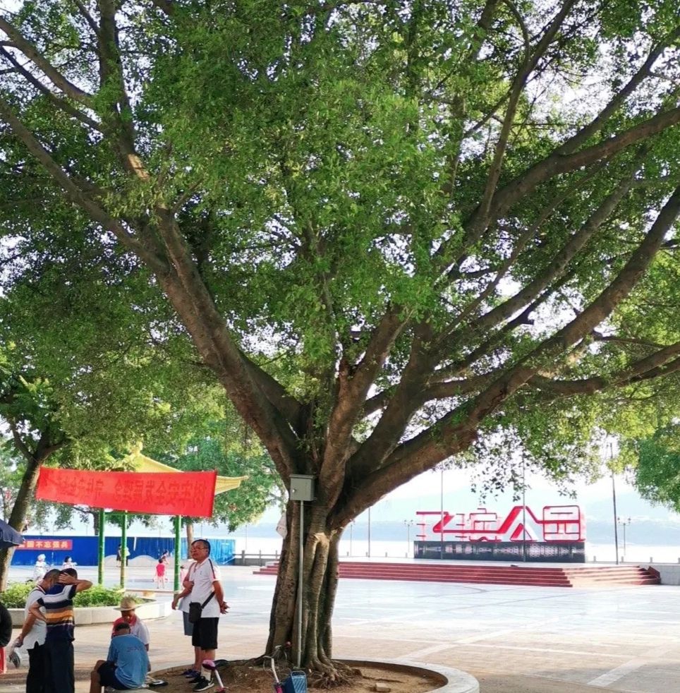 江口街道江滨公园旅行图片 2