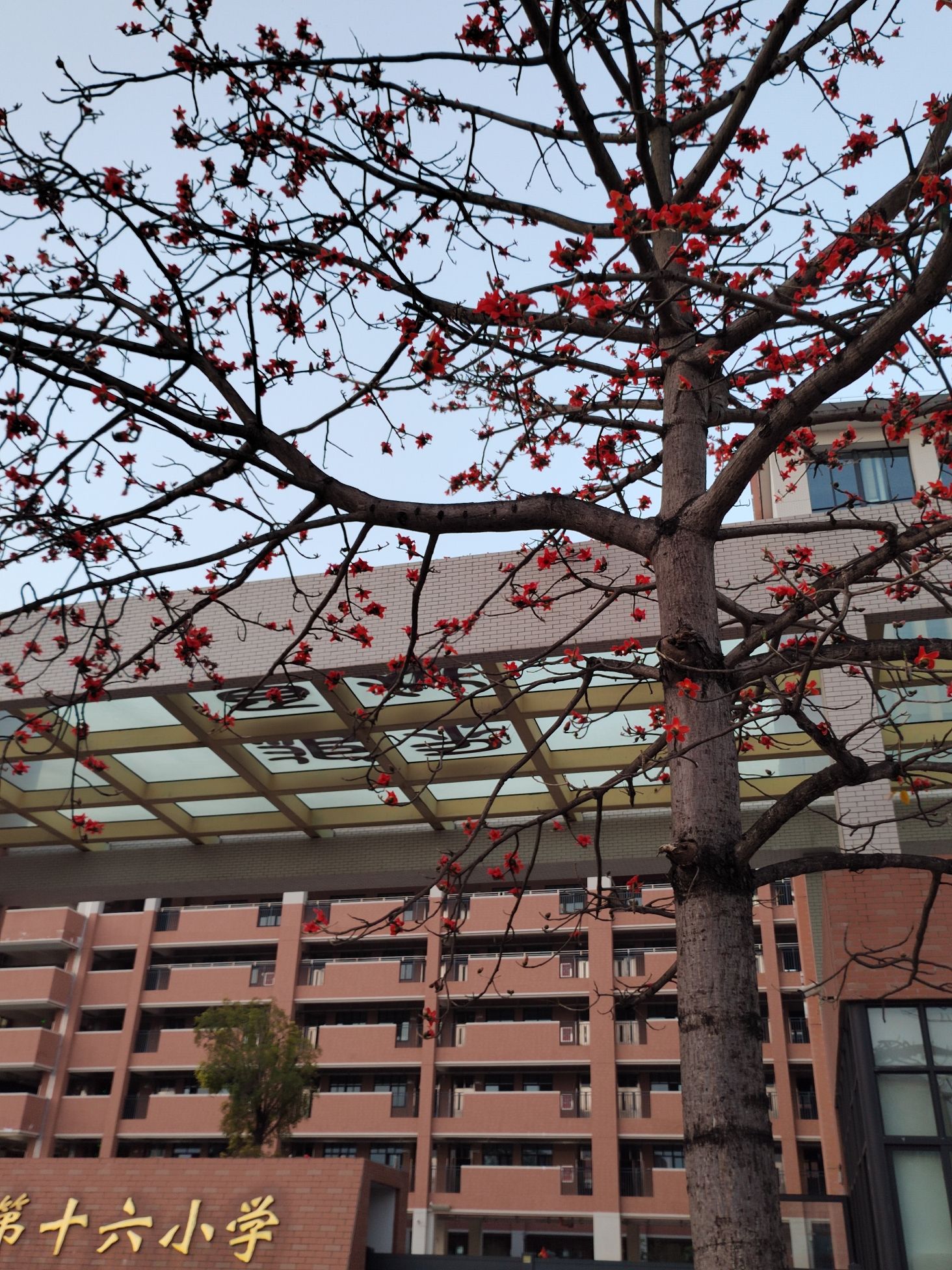 肇庆市第十六小学(睦岗校区)(装修中)