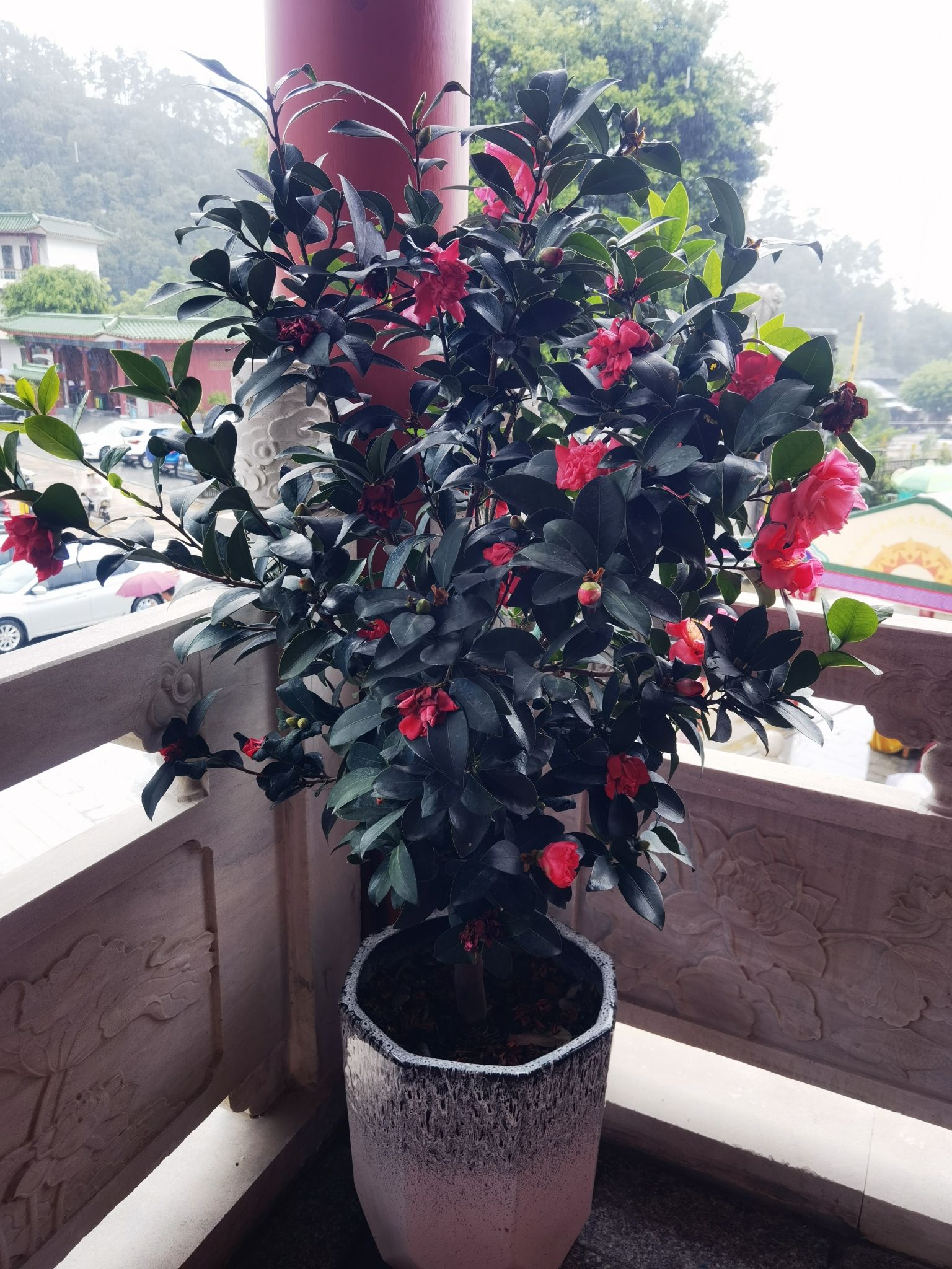 四会市贞山旅游度假区旅行图片 3