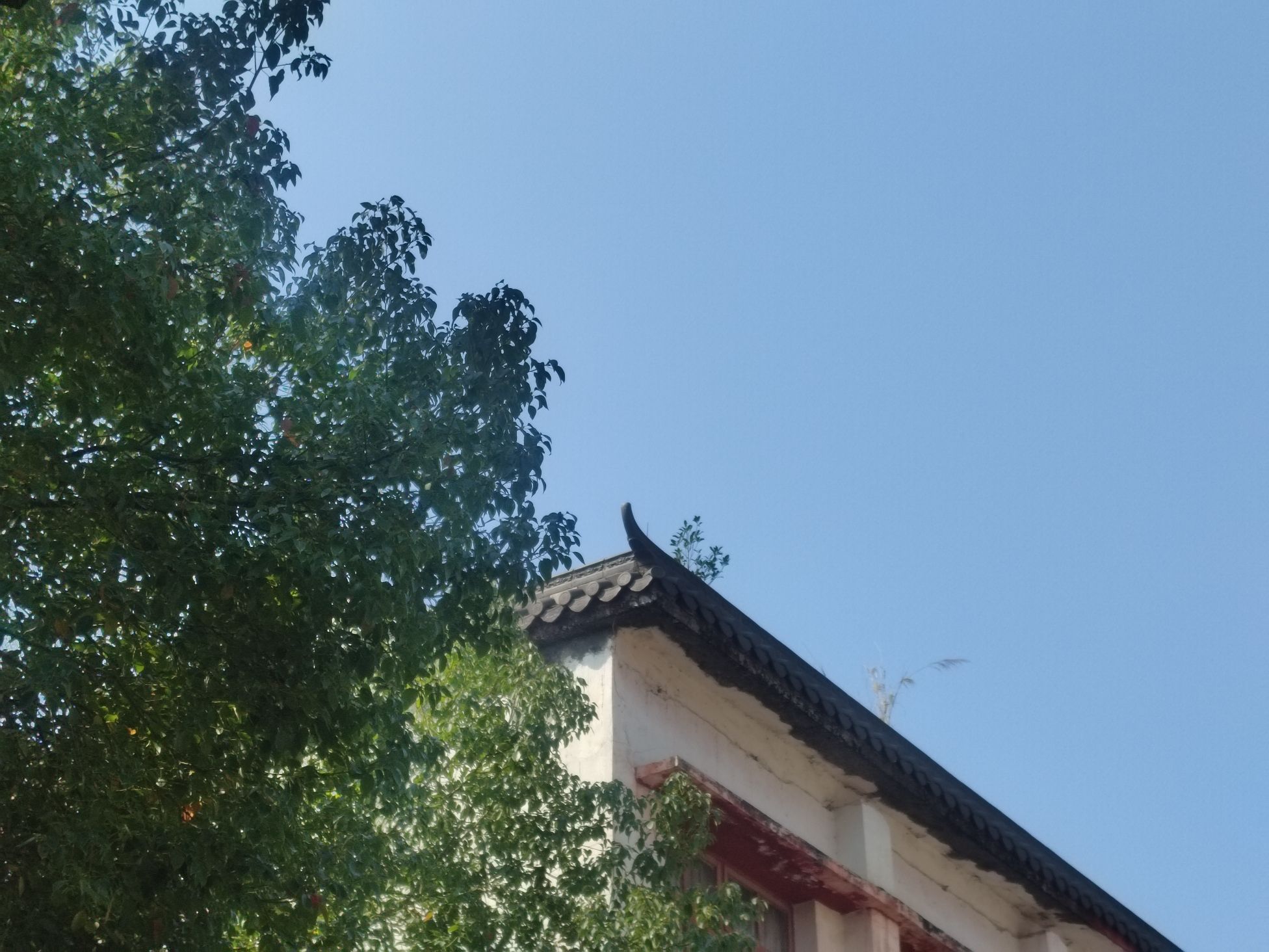 德庆学宫旅行图片 1