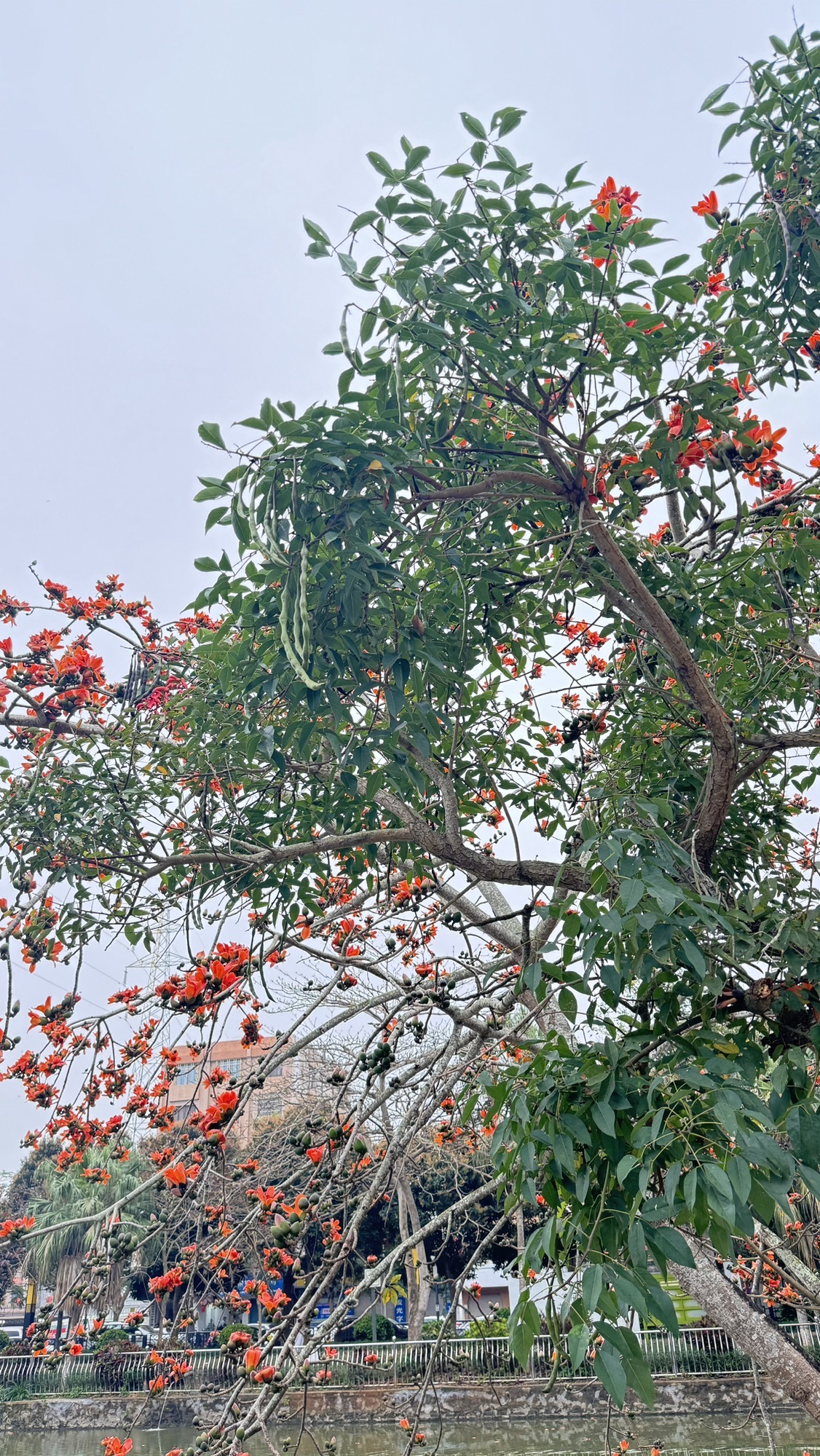 徐闻人民公园旅行图片 2