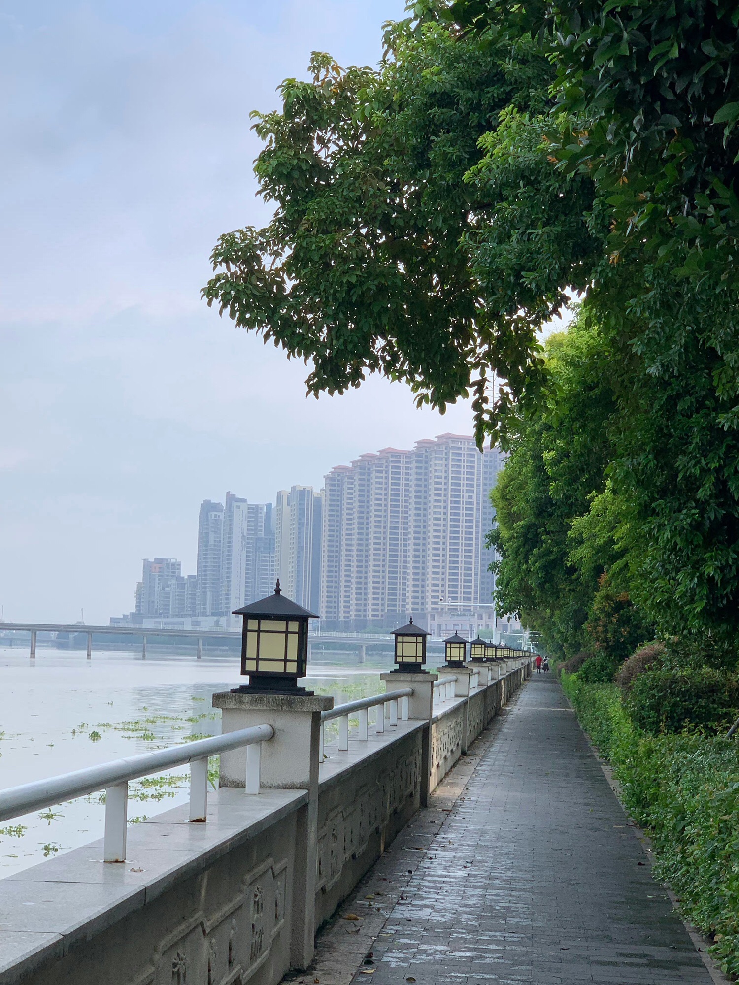 江心岛旅行图片 1