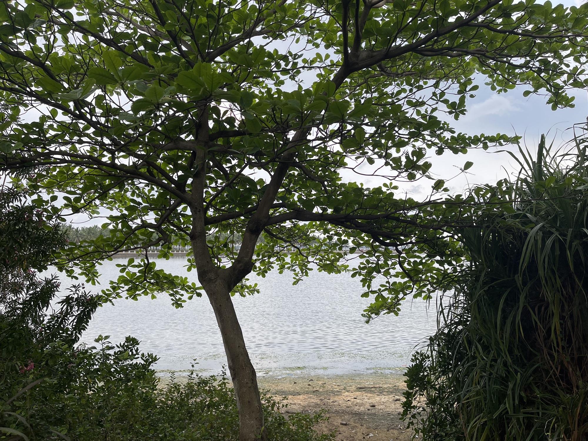 海滨公园旅行图片 1