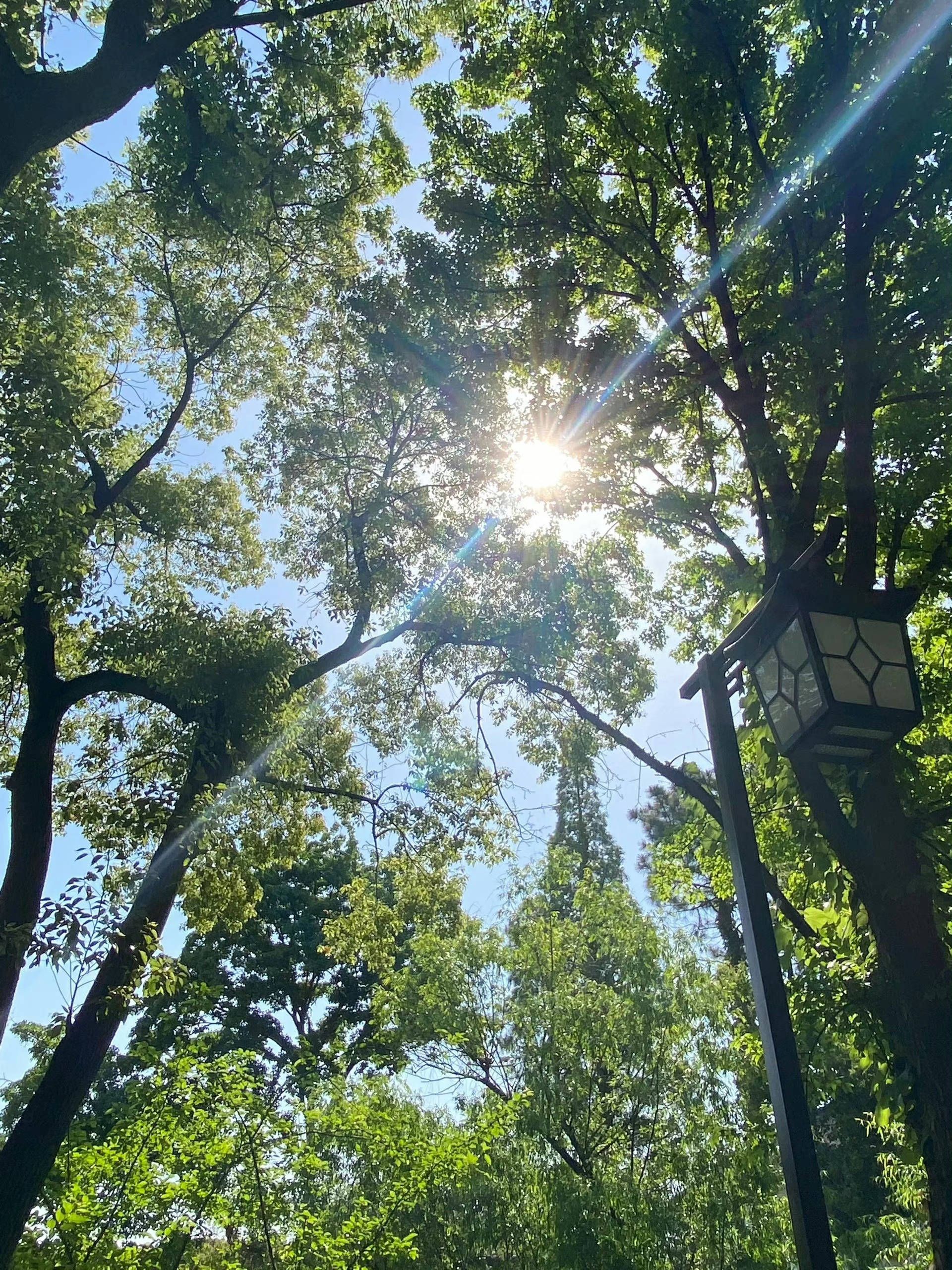遂溪文化广场旅行图片 3