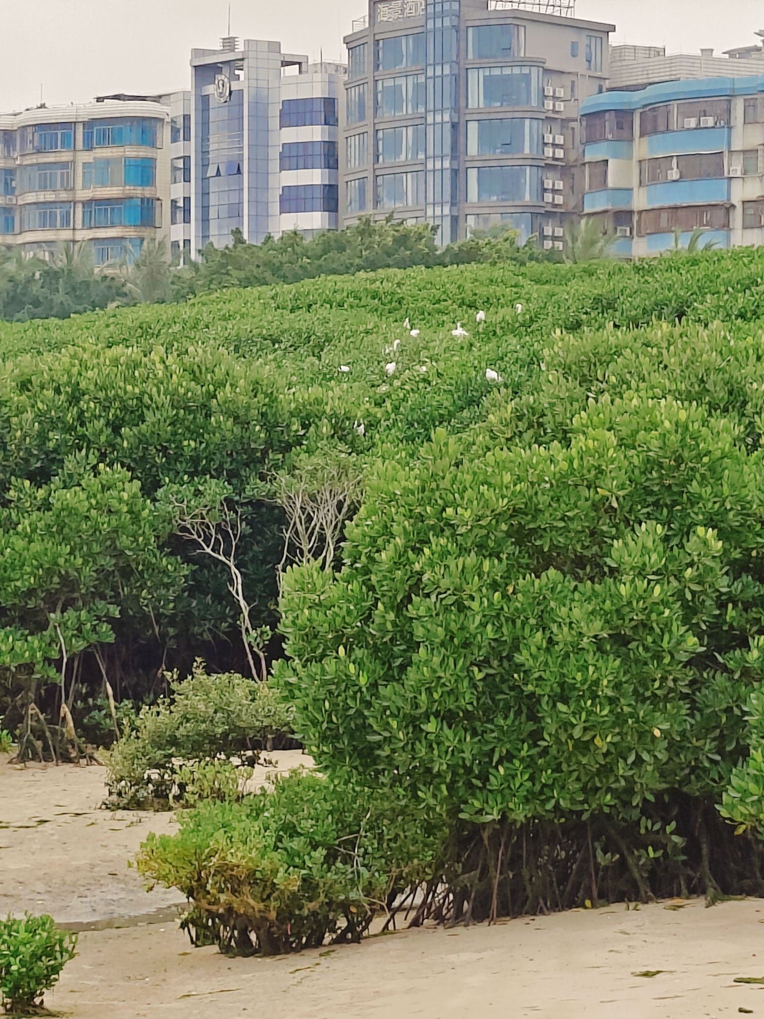 霞山观海长廊旅行图片 1