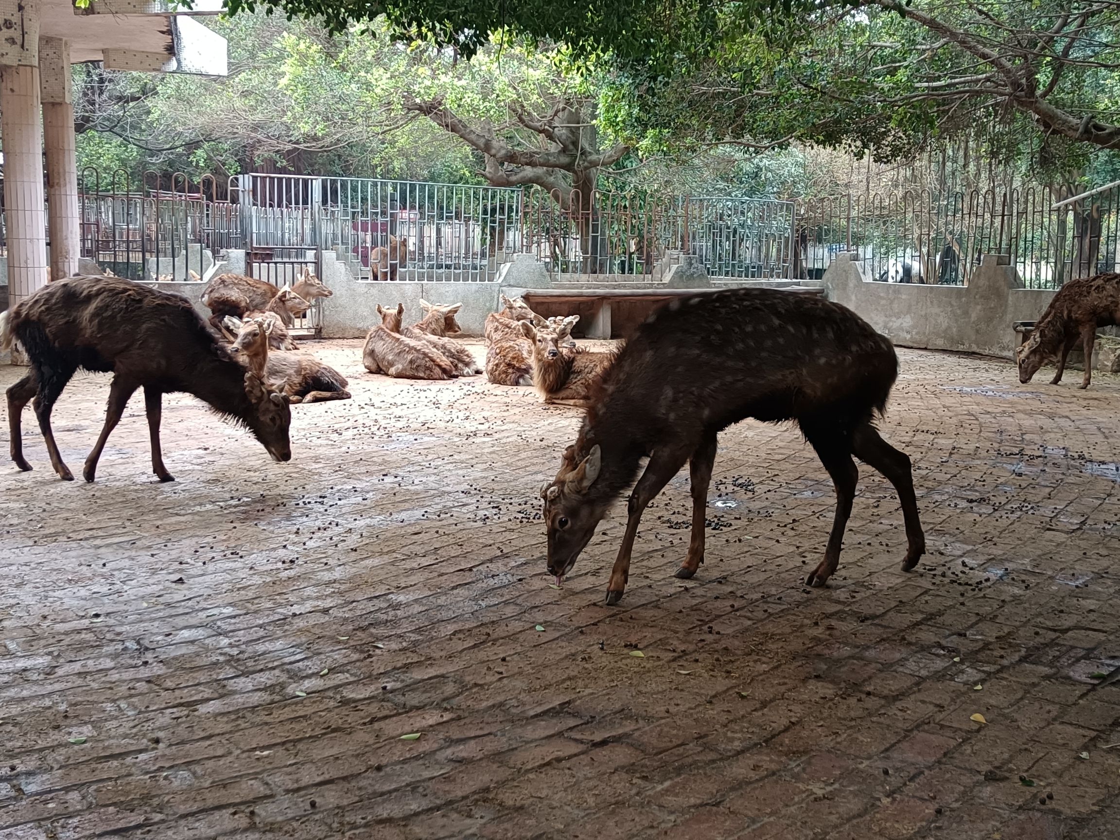 金鹿园旅行图片 2