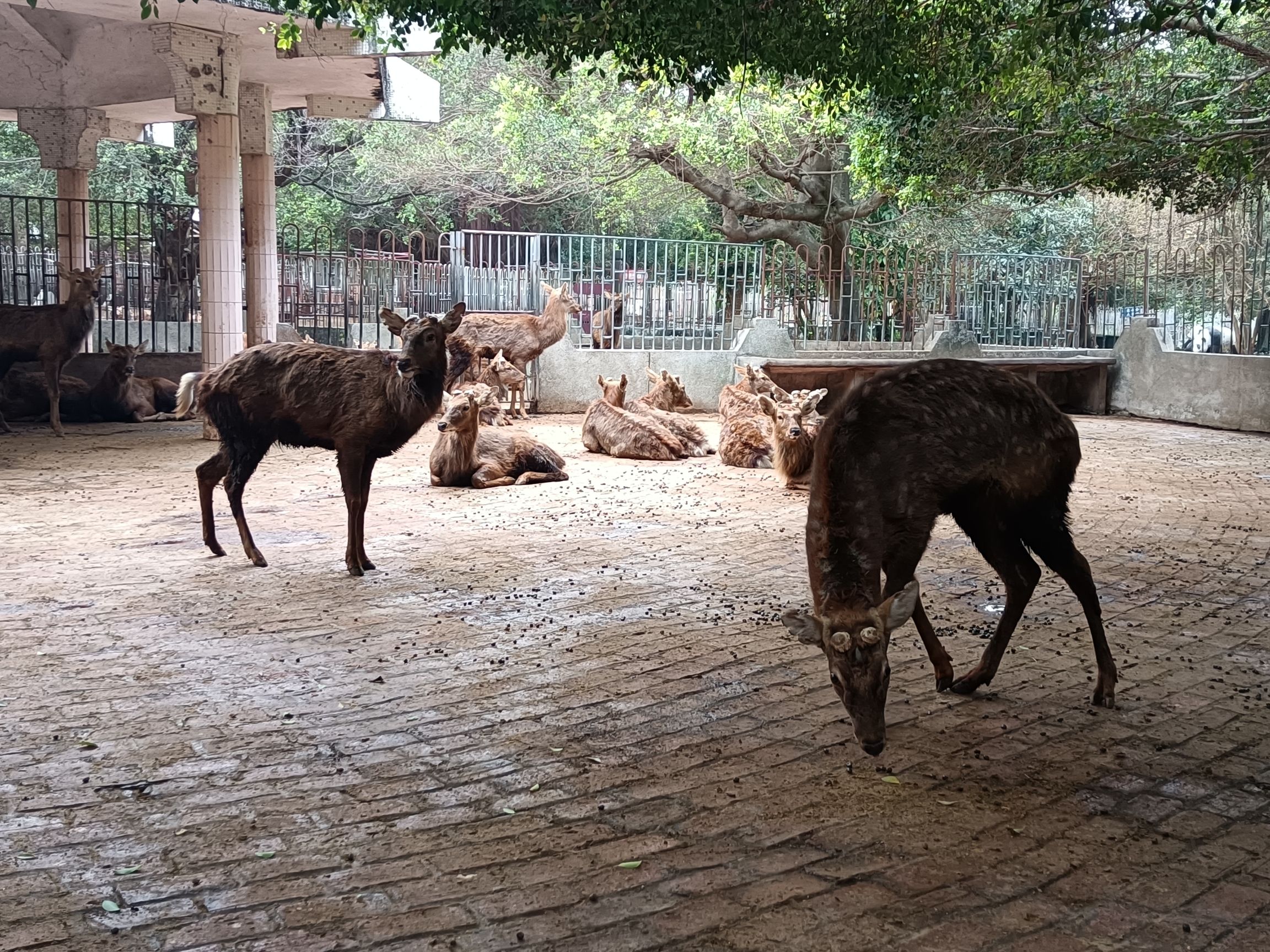 金鹿园旅行图片 3