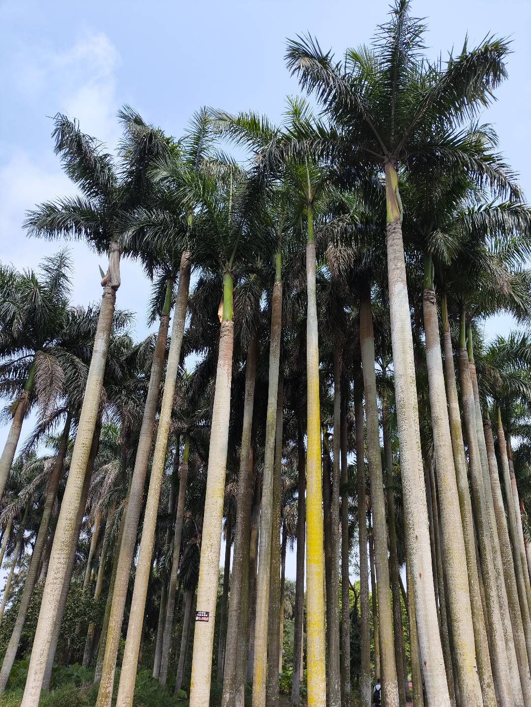 湖光岩风景名胜区旅行图片 1
