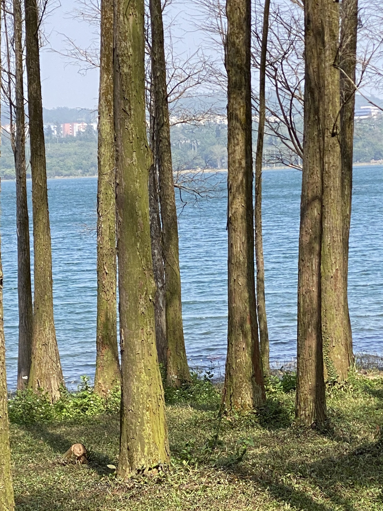 湖光岩风景名胜区旅行图片 3