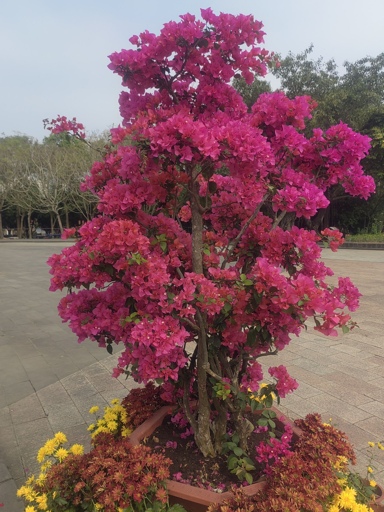 南国热带花园旅行图片 3
