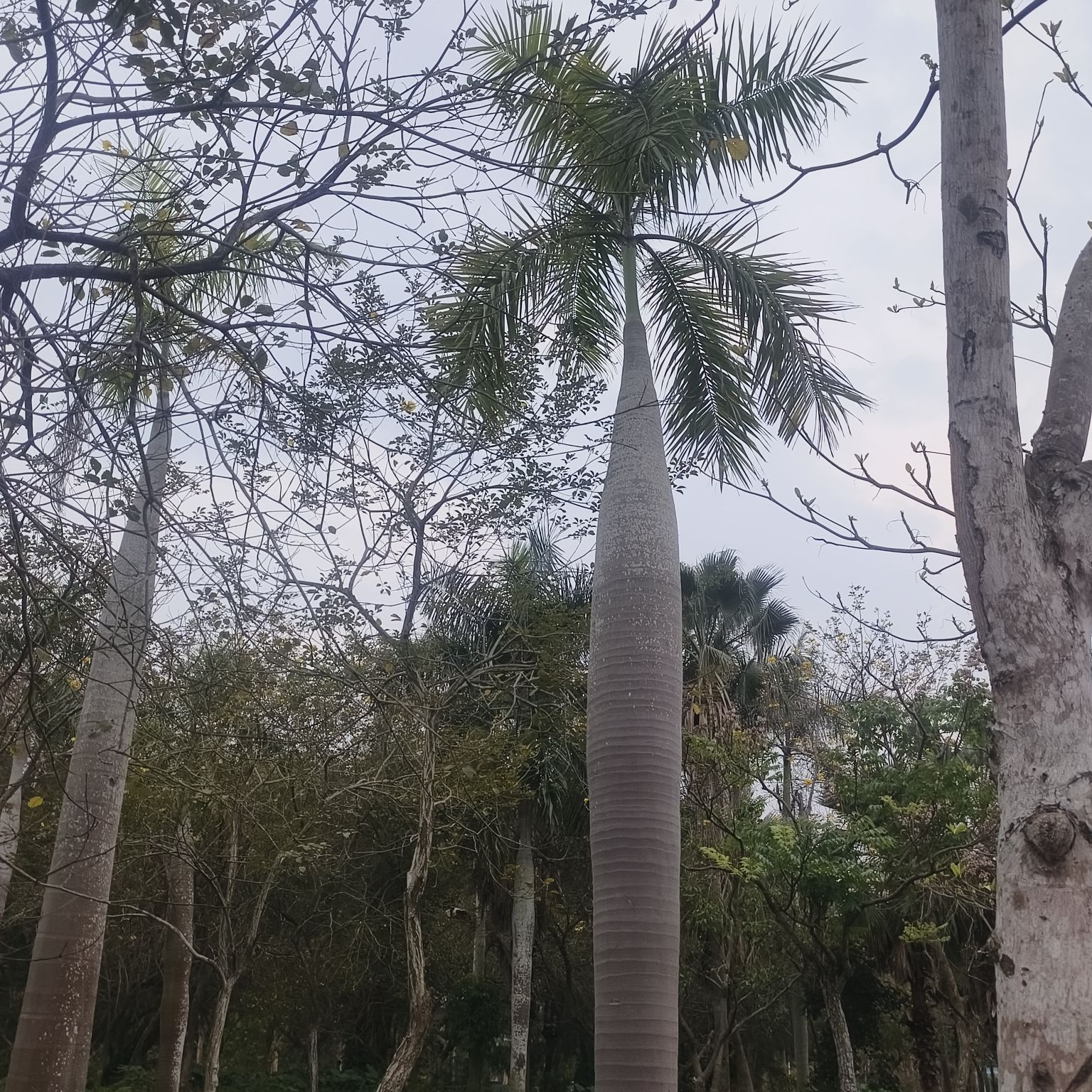 南国热带花园旅行图片 2