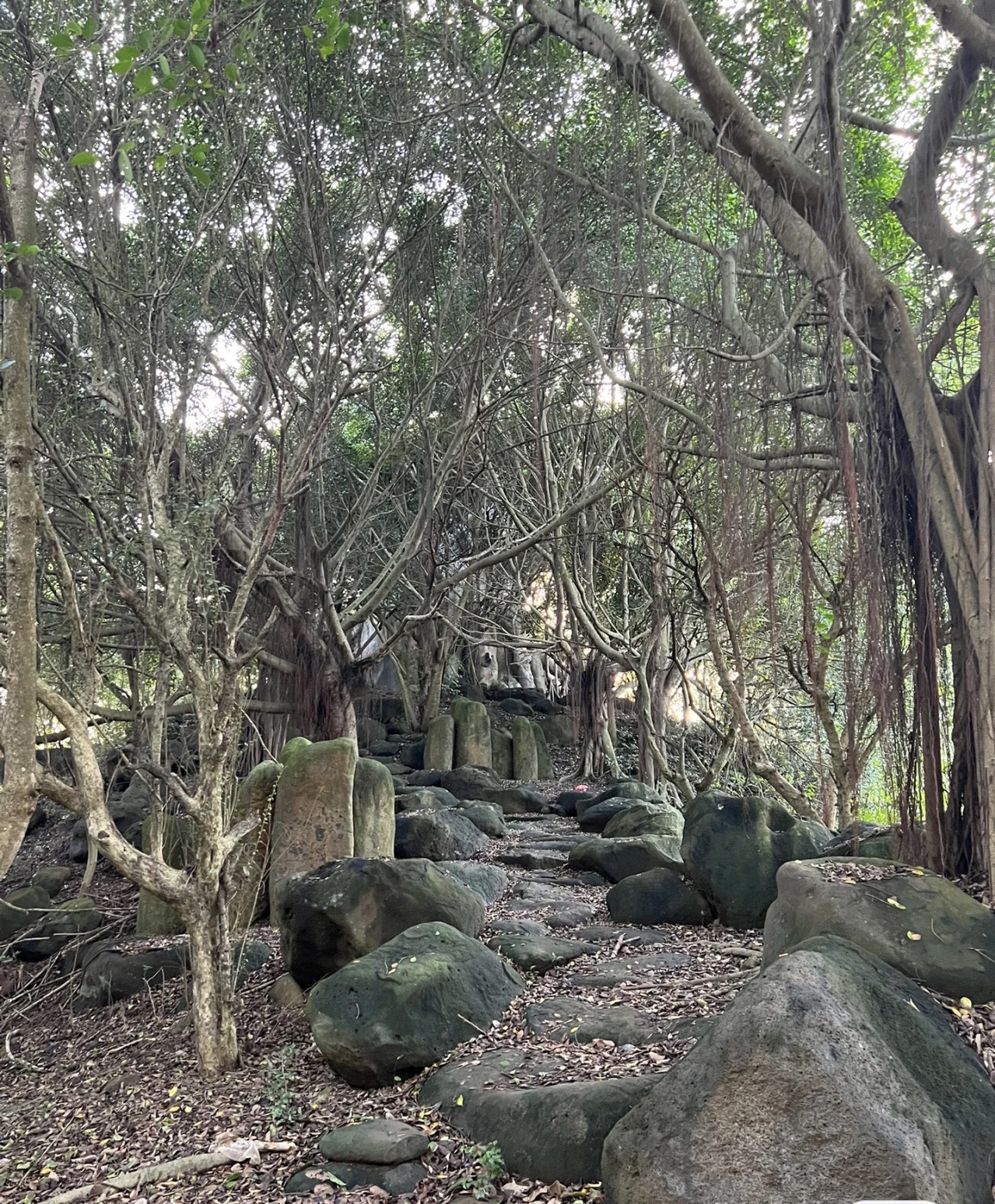 龙泉森林公园旅行图片 1