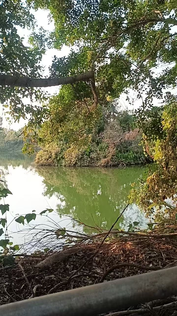 龙泉森林公园旅行图片 1