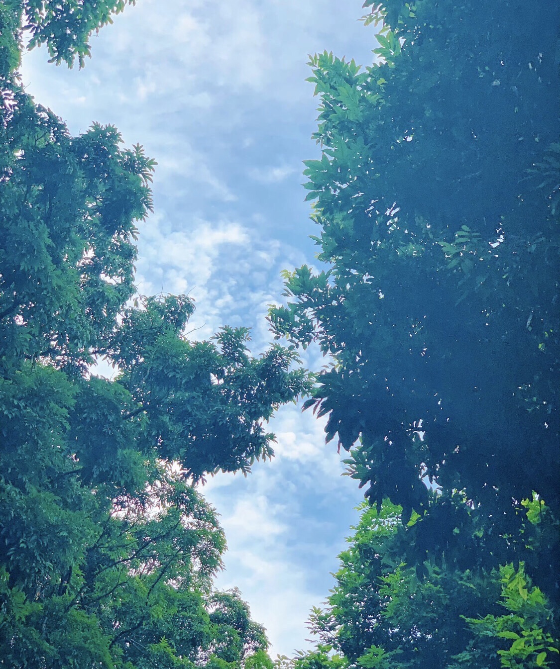茶山公园旅行图片 1