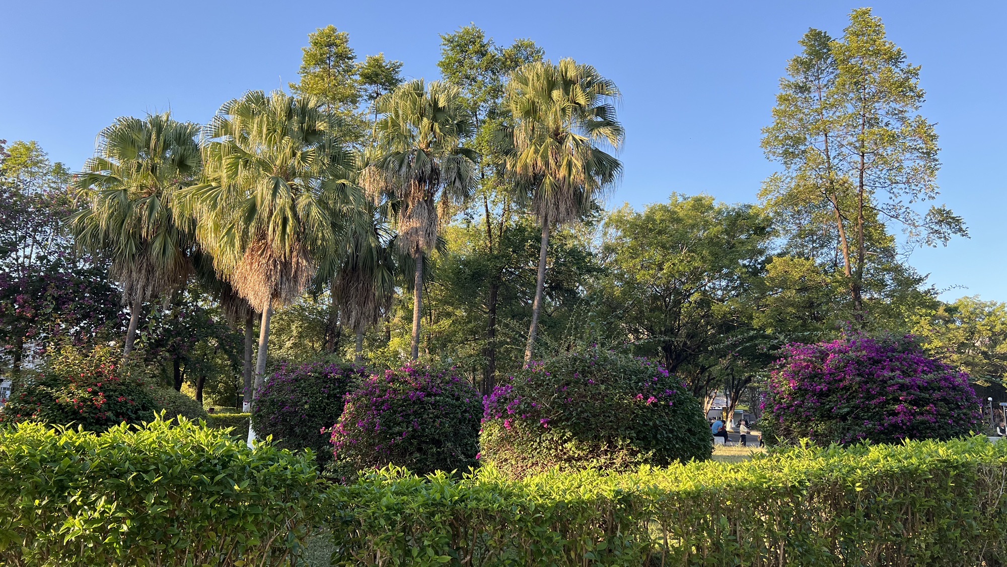 茶山公园旅行图片 3