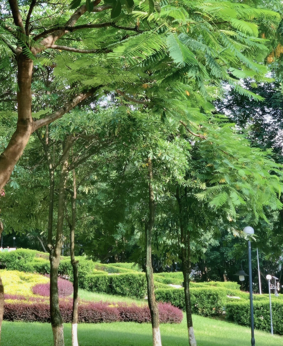 茶山公园旅行图片 3