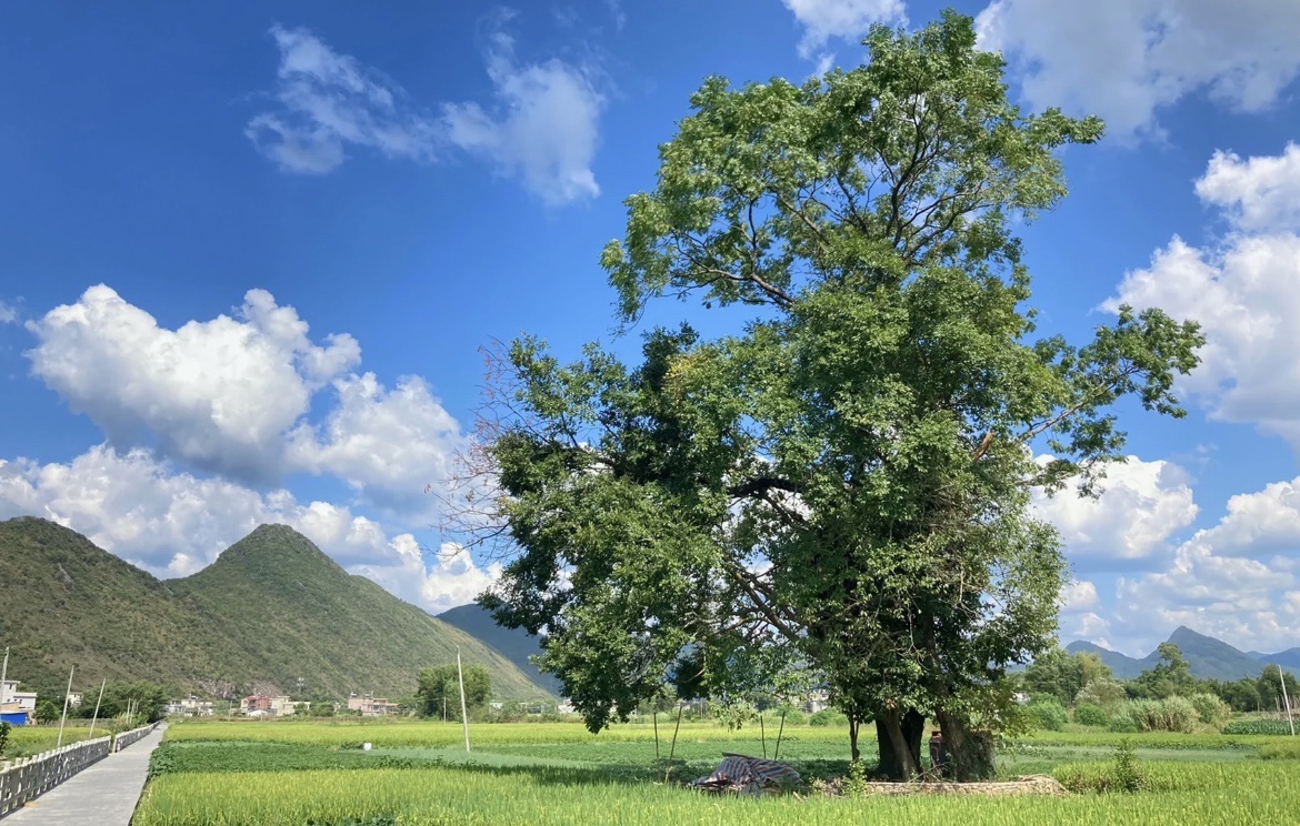 南山公园旅行图片 1