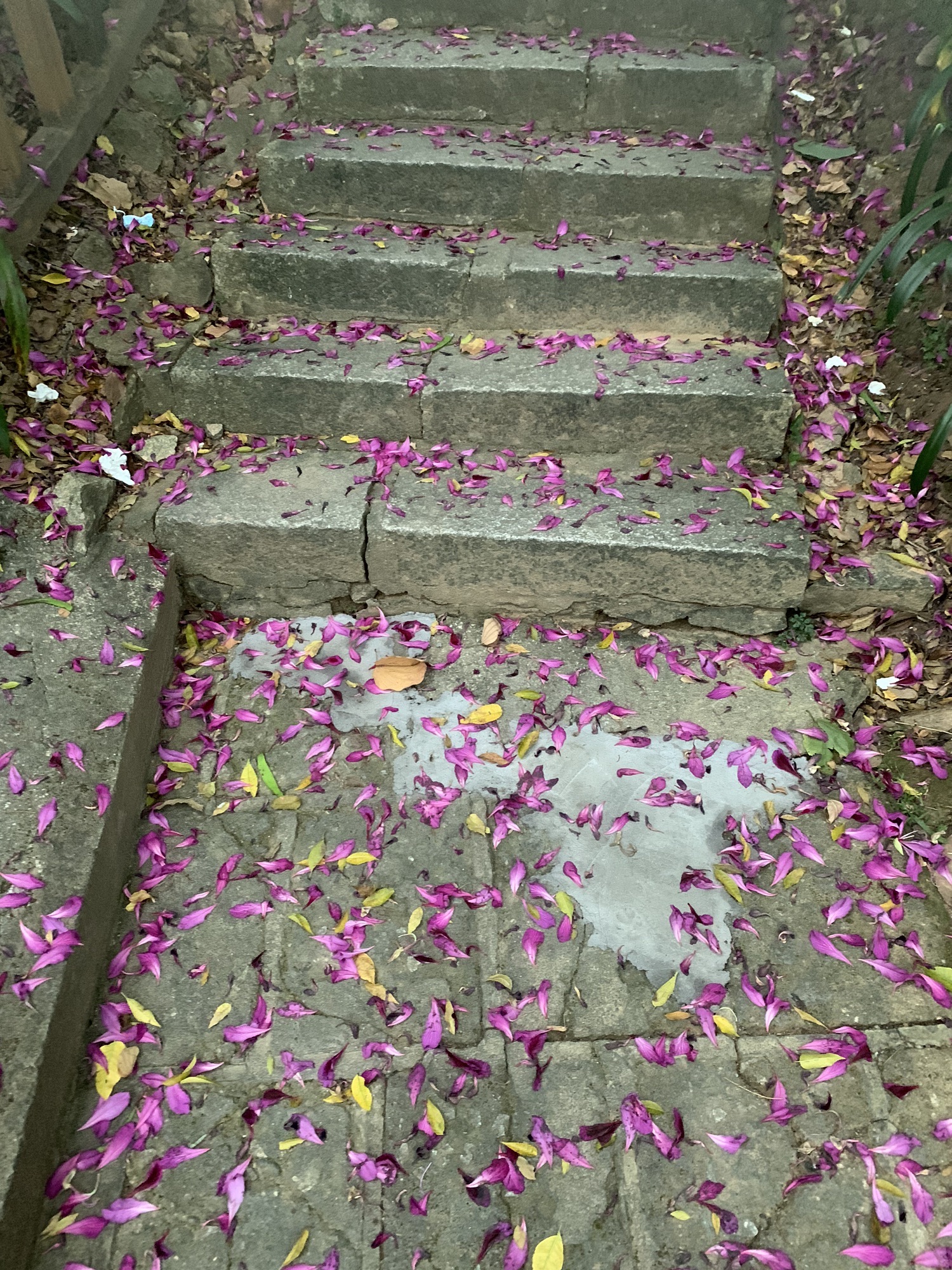 中山公园旅行图片 1