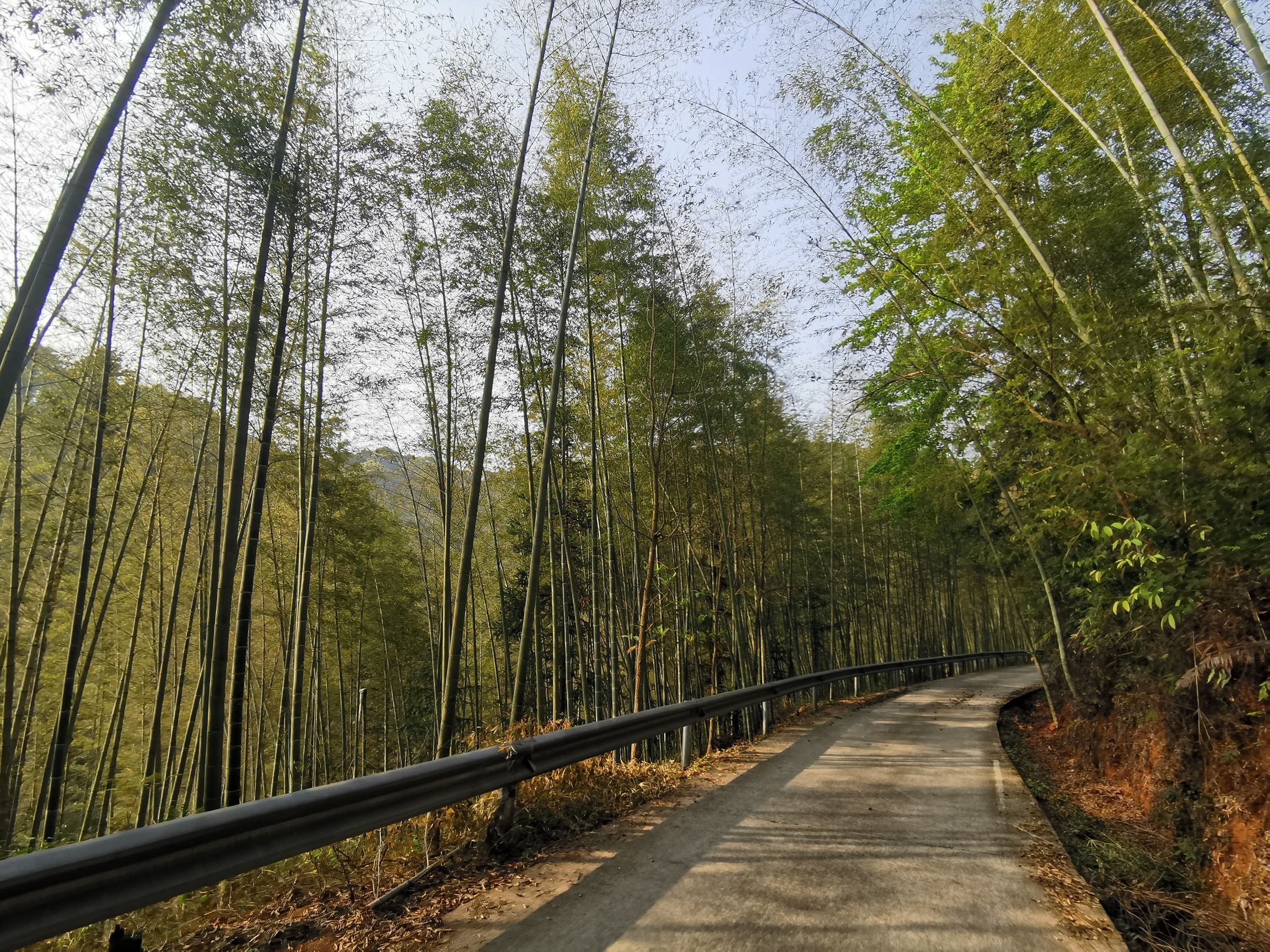 翠山竹海旅行图片 3