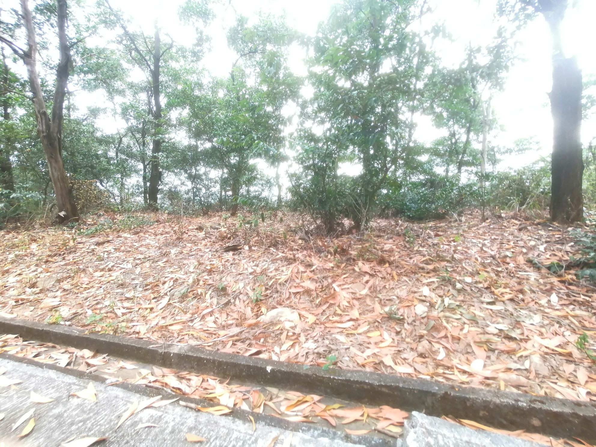 梧桐山公园旅行图片 2