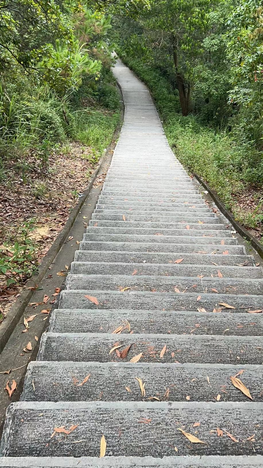 梧桐山公园旅行图片