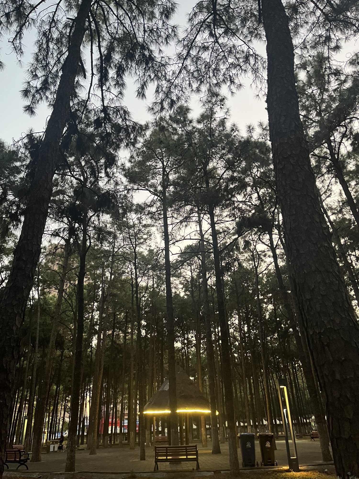 松林公园旅行图片 2