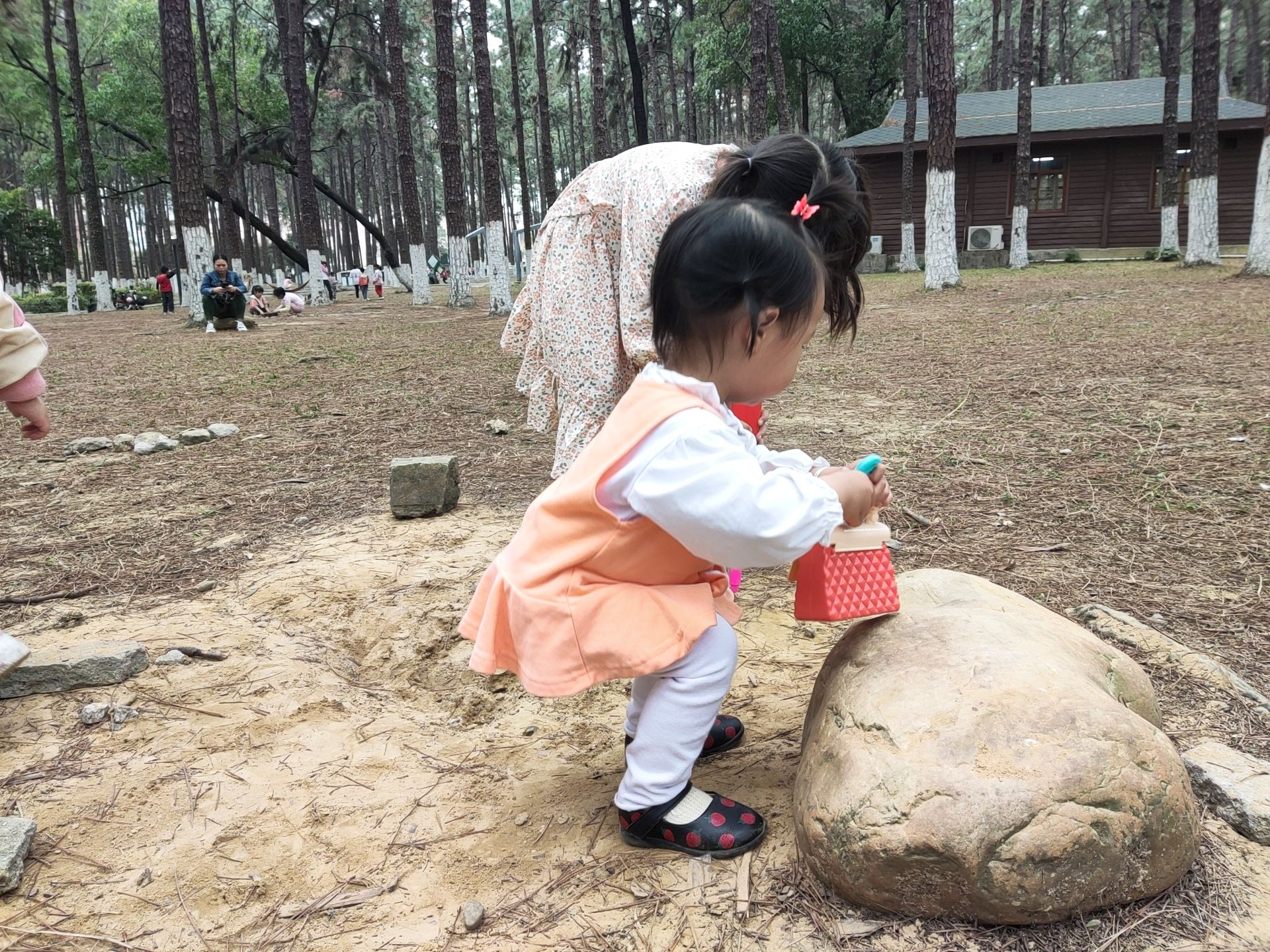 松林公园旅行图片 1