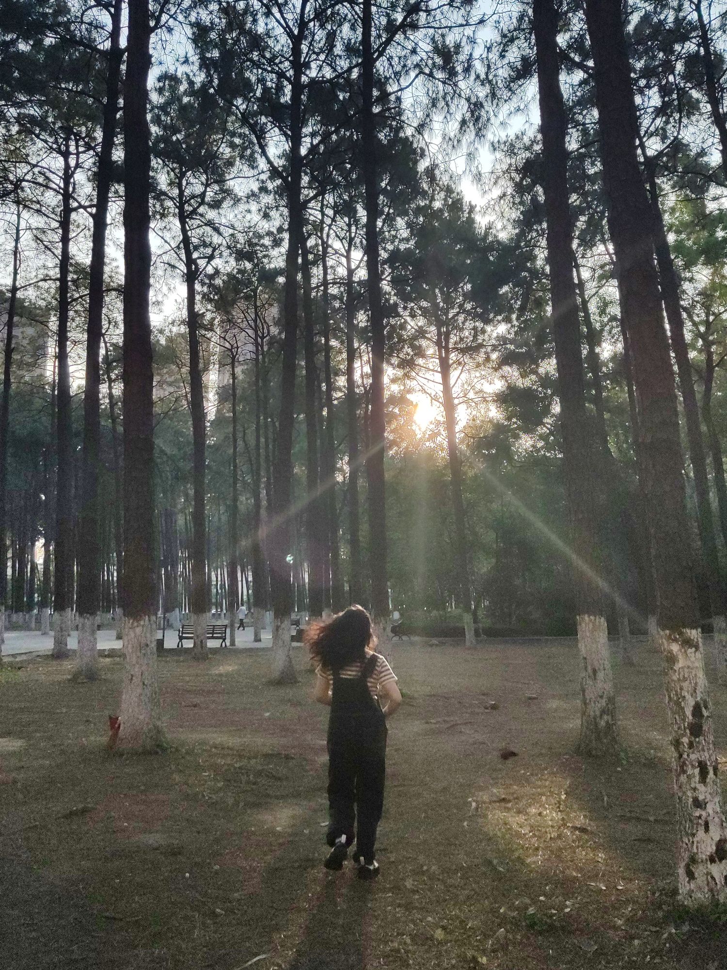 松林公园旅行图片 2