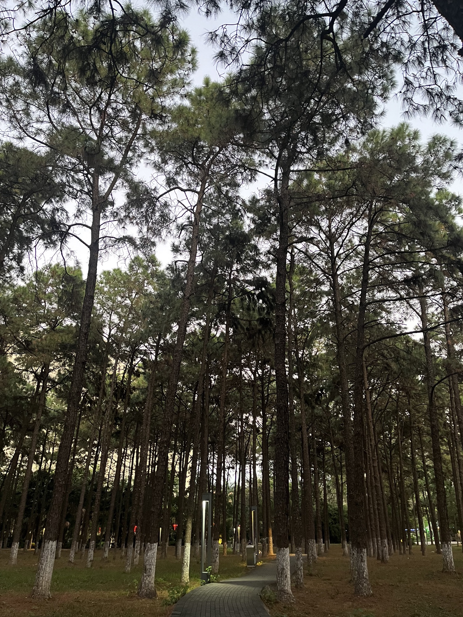 松林公园旅行图片 3