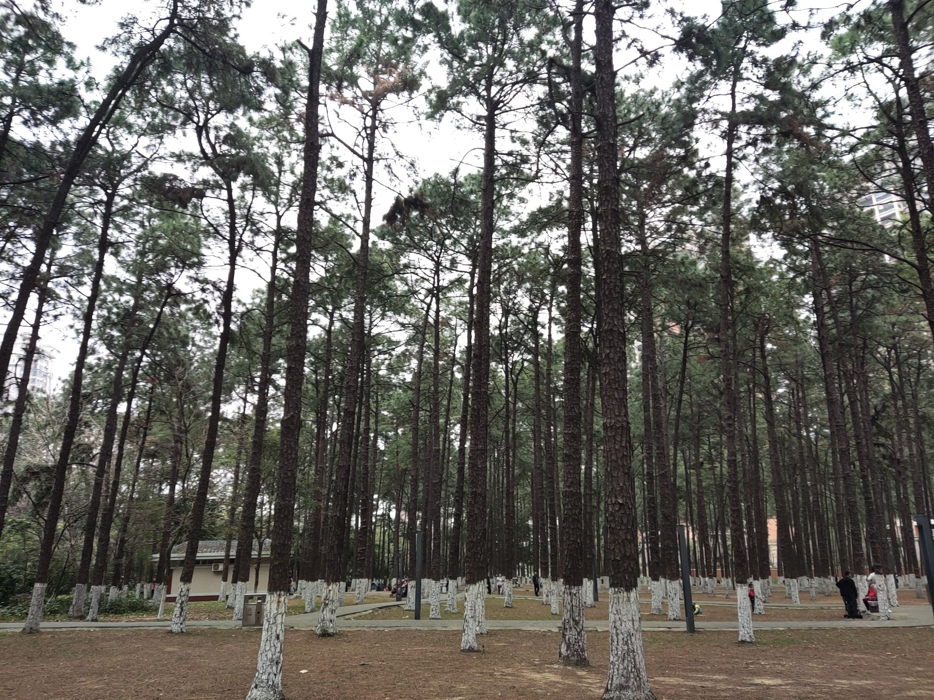 松林公园旅行图片 2