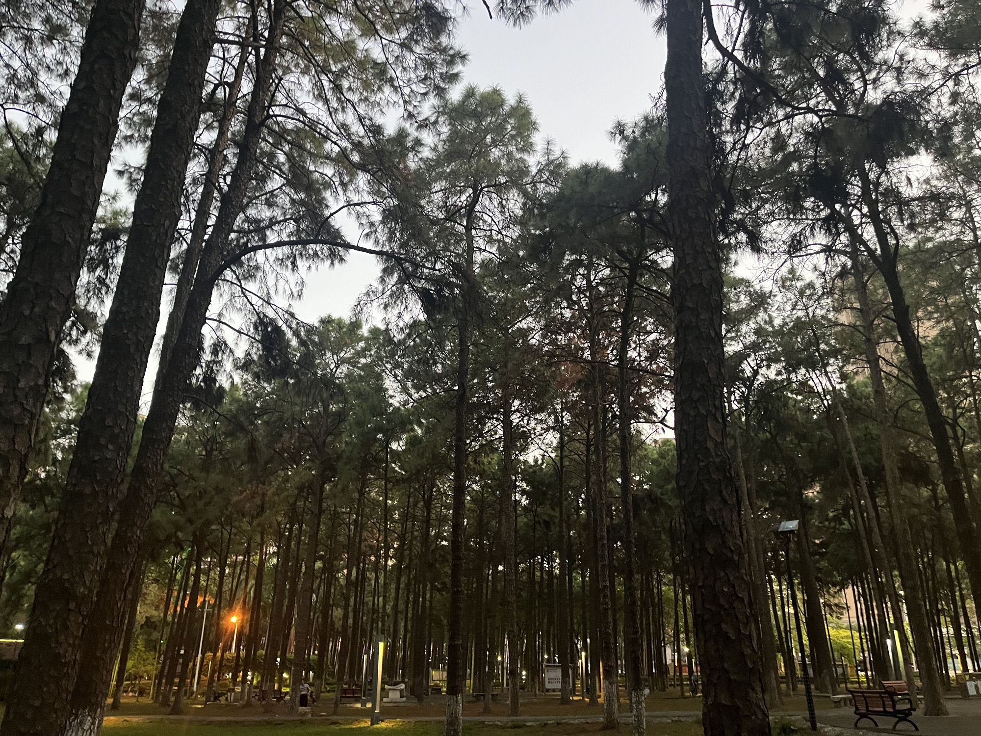 松林公园旅行图片 1