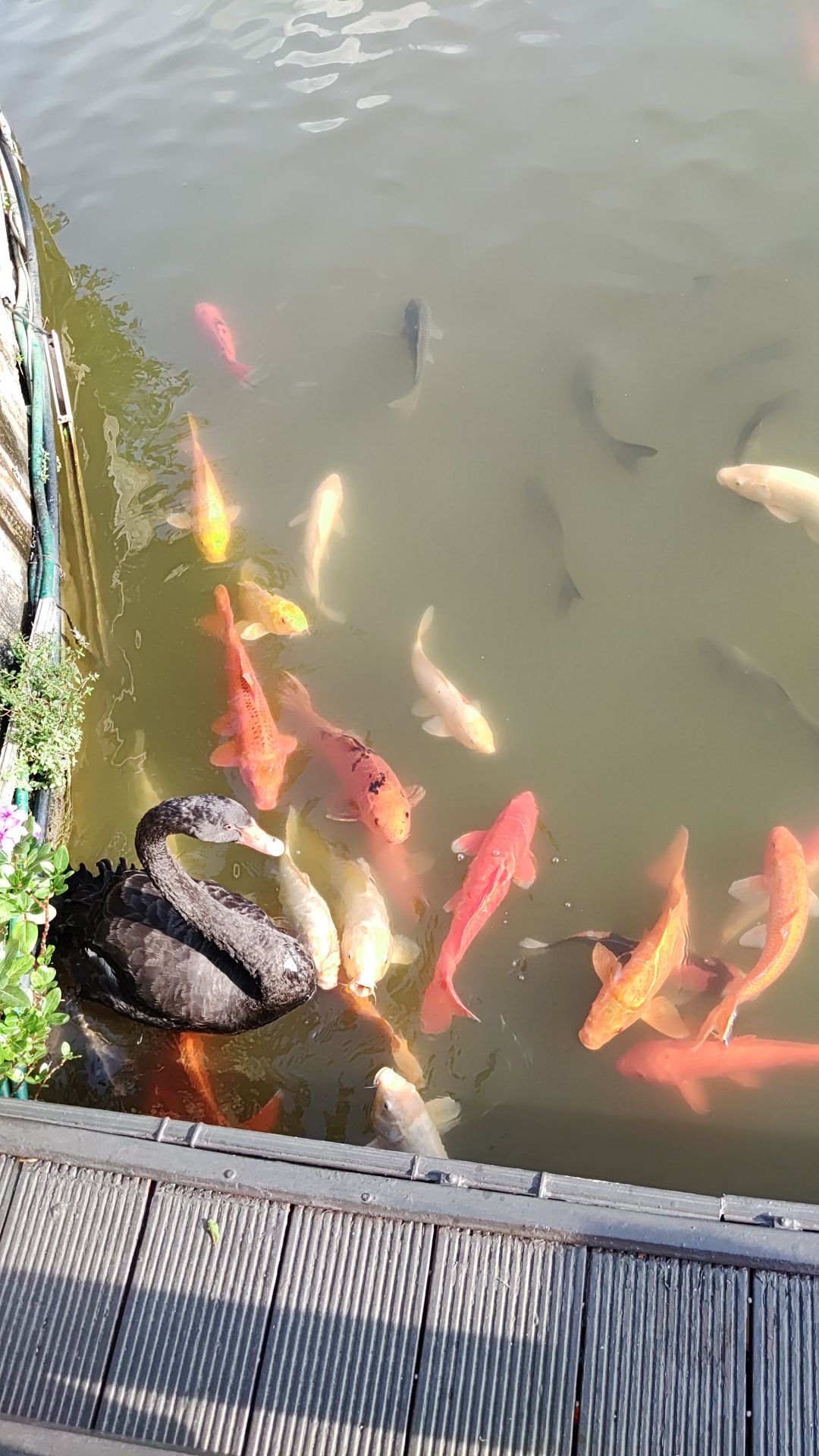 森波拉度假森林旅行图片 1