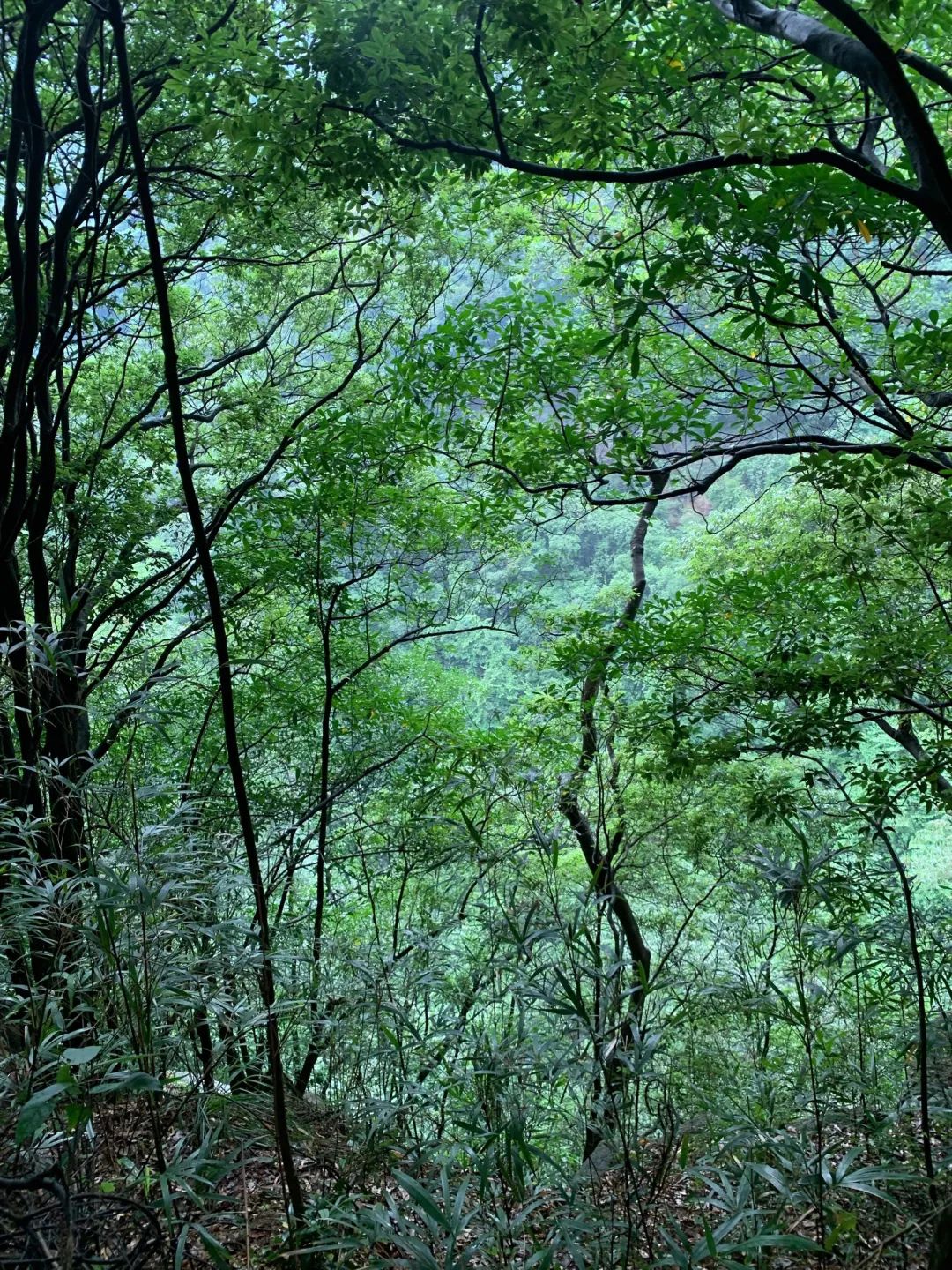 清远观音山旅行图片 2