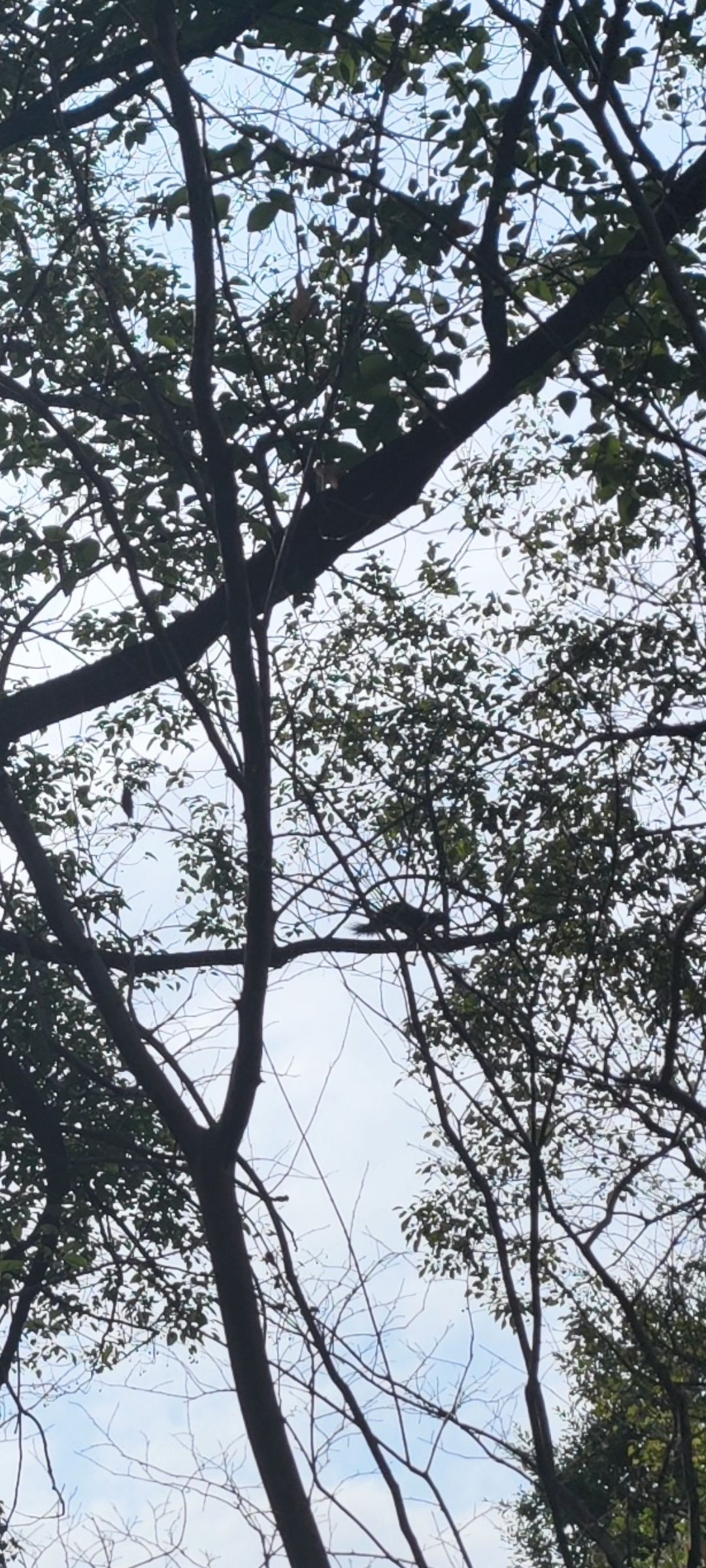 英石园度假村旅行图片 2