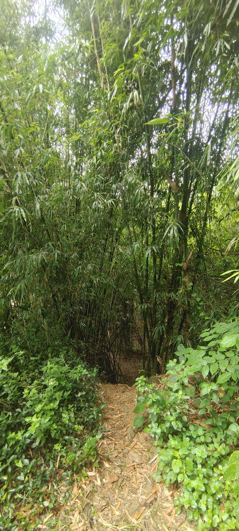 碧沙洲旅游风景区旅行图片 2