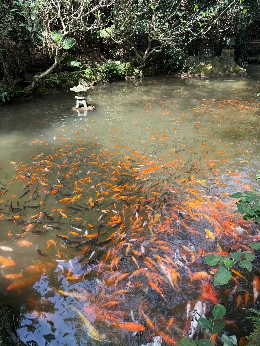藏佛坑旅行图片 1