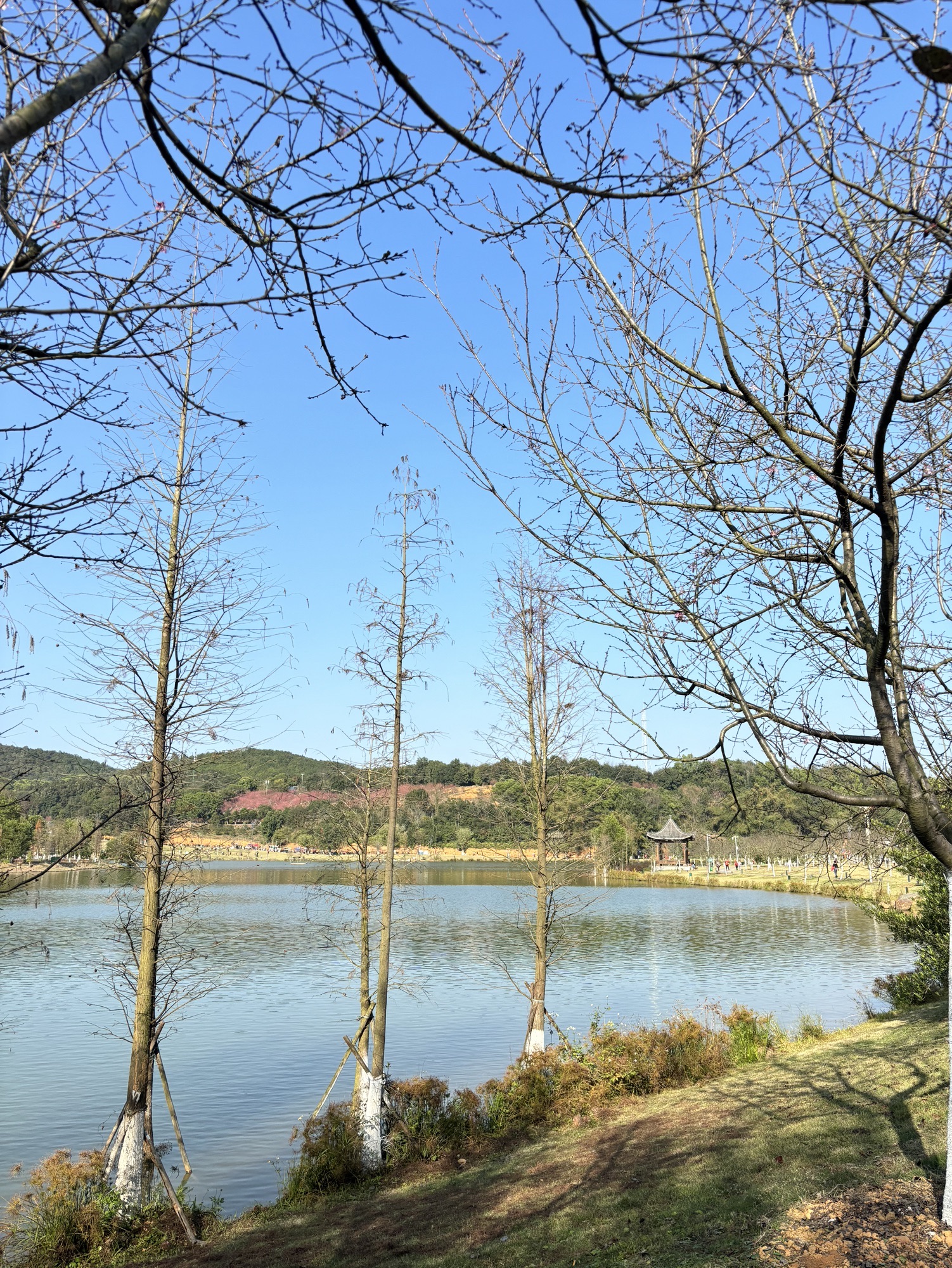 大王山国家森林公园旅行图片 2