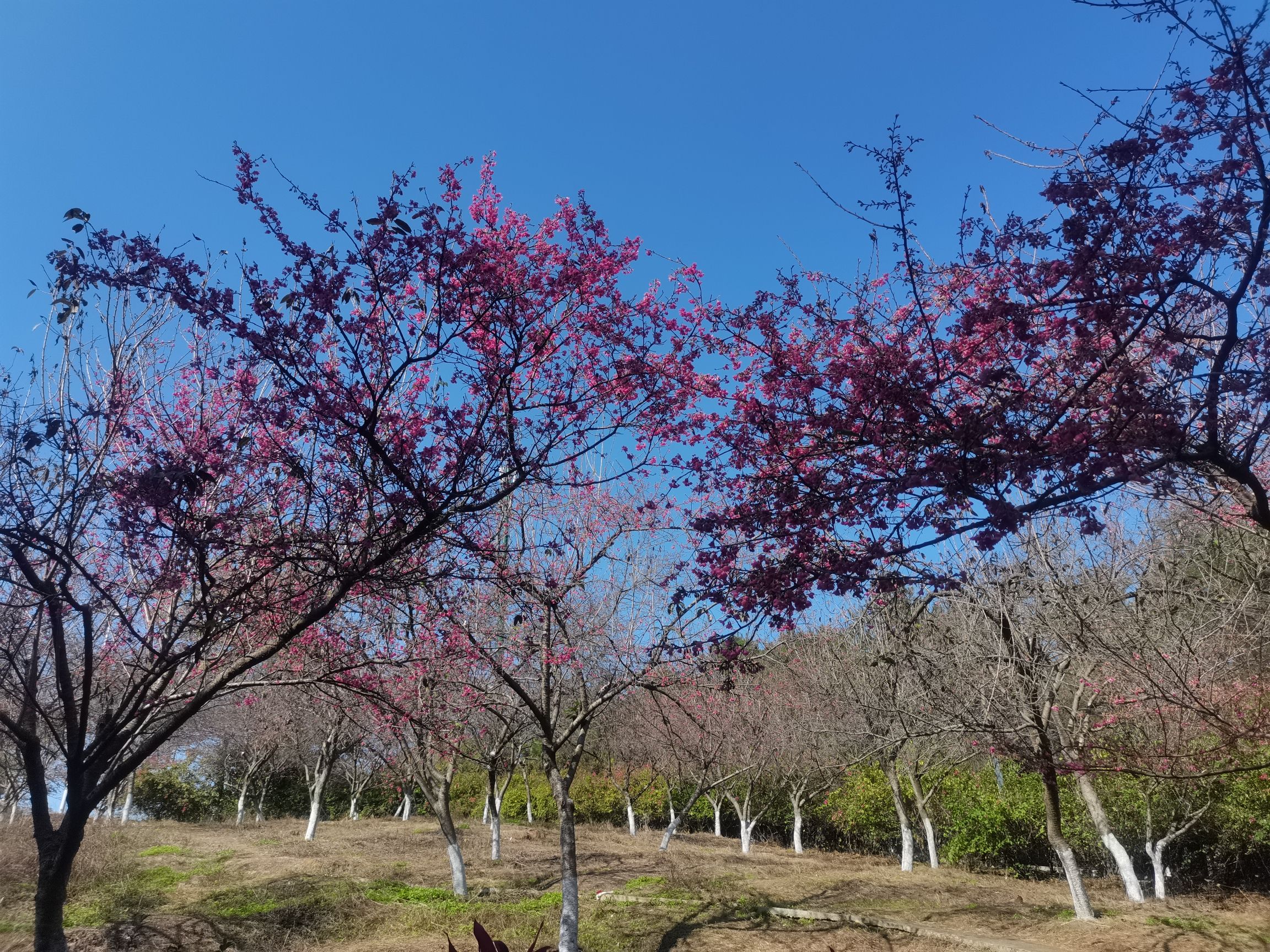大王山公园旅行图片 1