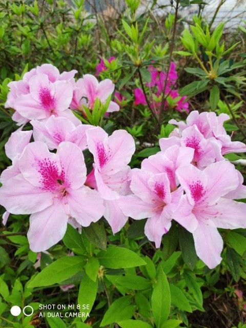 百合山公园旅行图片 3