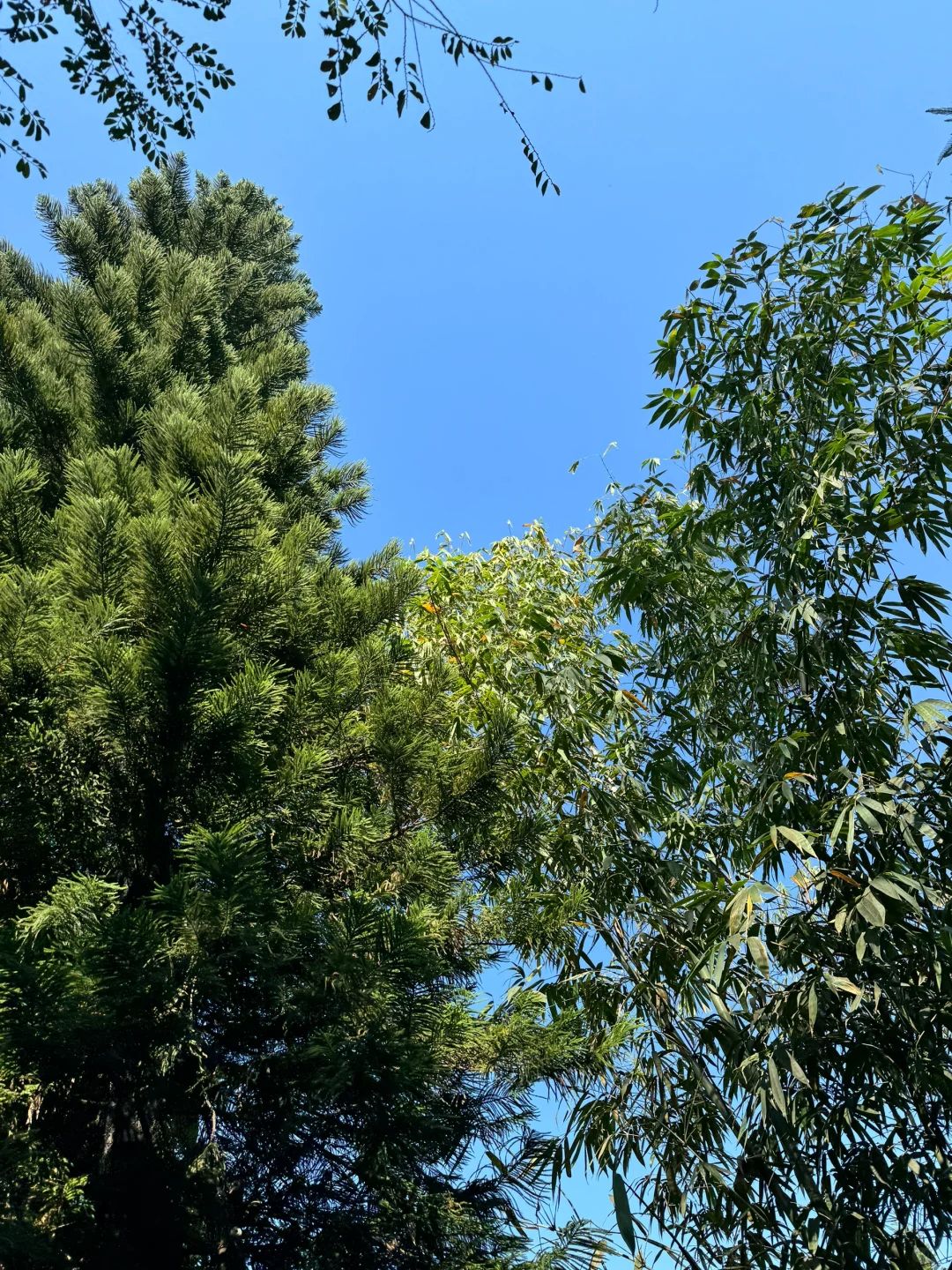富丽公园旅行图片 3