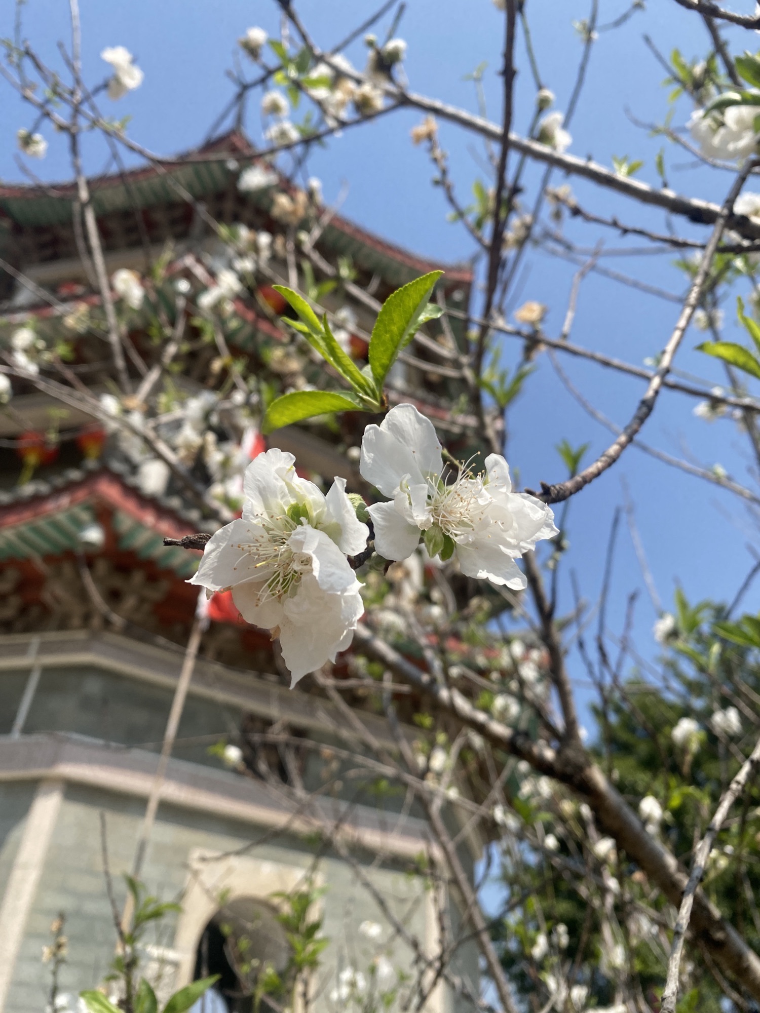 凤凰洲公园旅行图片 1