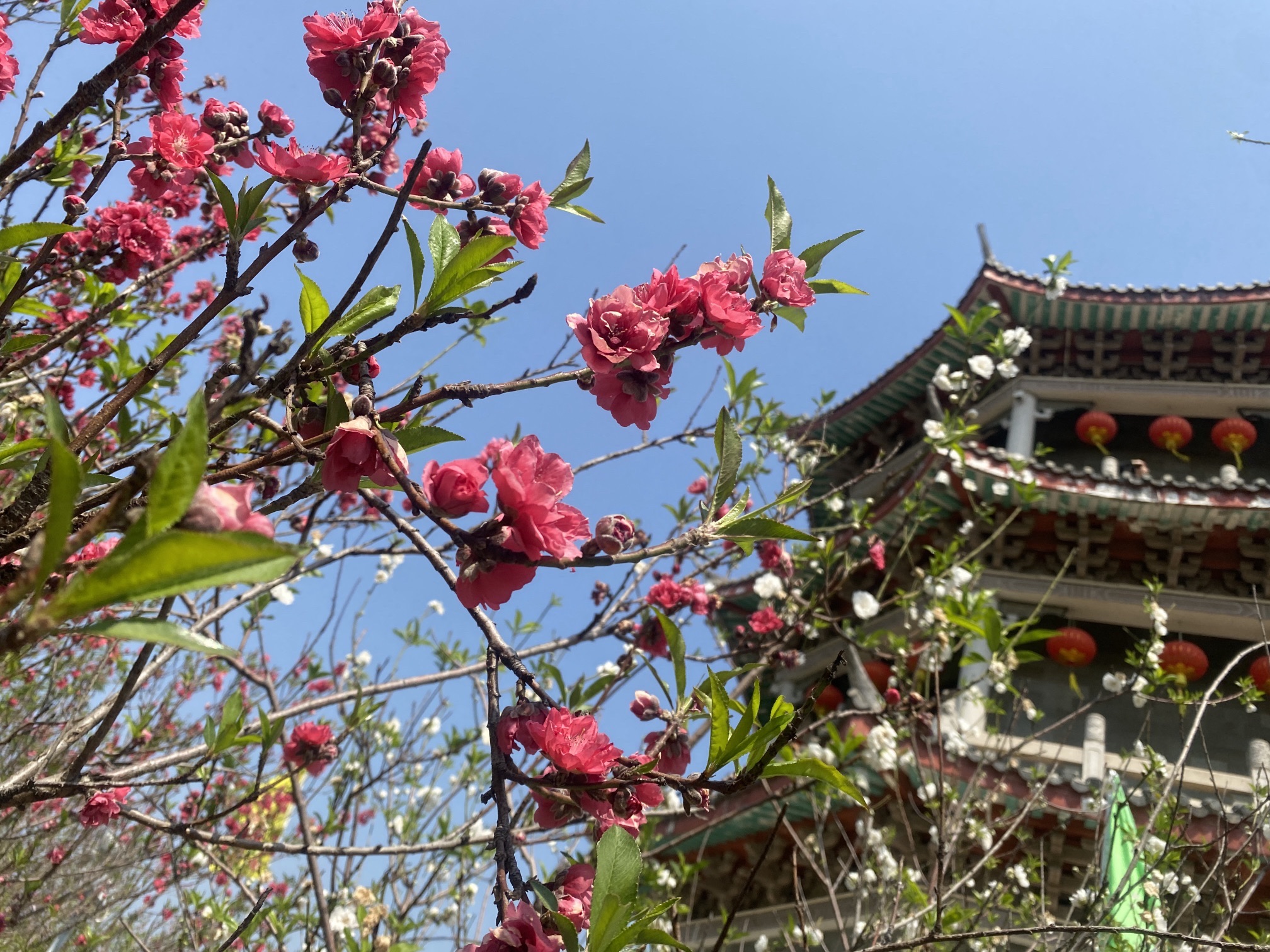 凤凰洲公园旅行图片 2