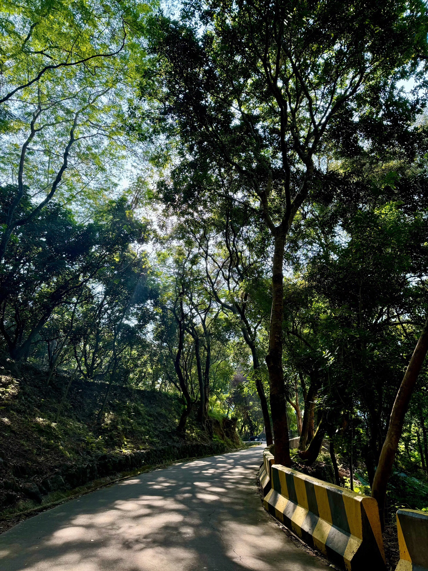 红山森林公园旅行图片 1