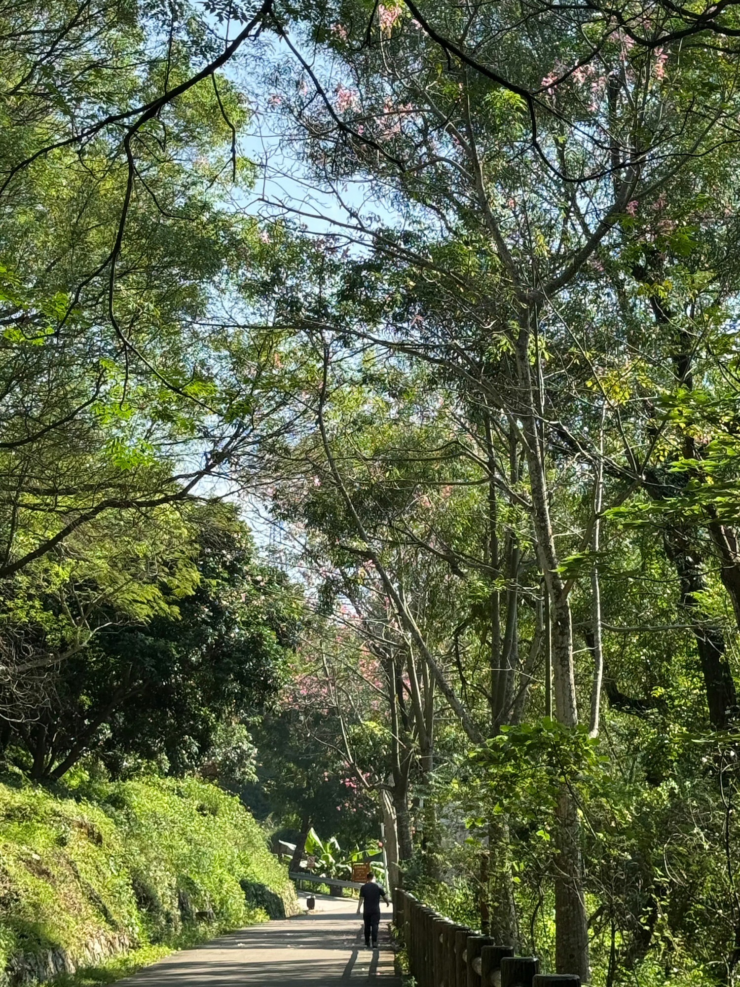 红山森林公园旅行图片 3