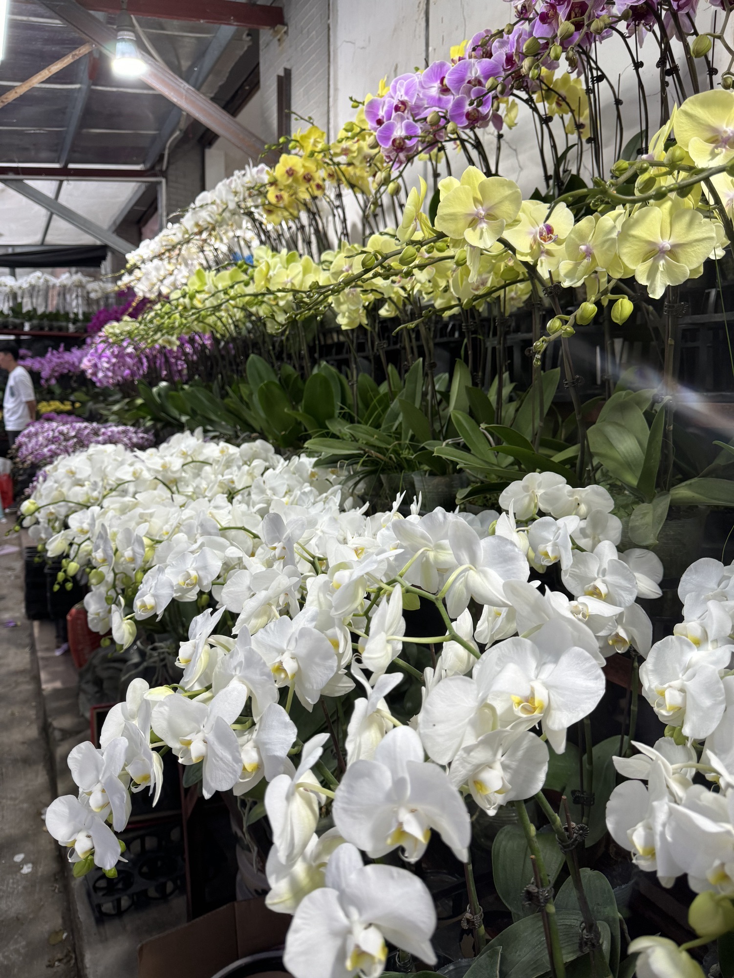 莞城花卉街
