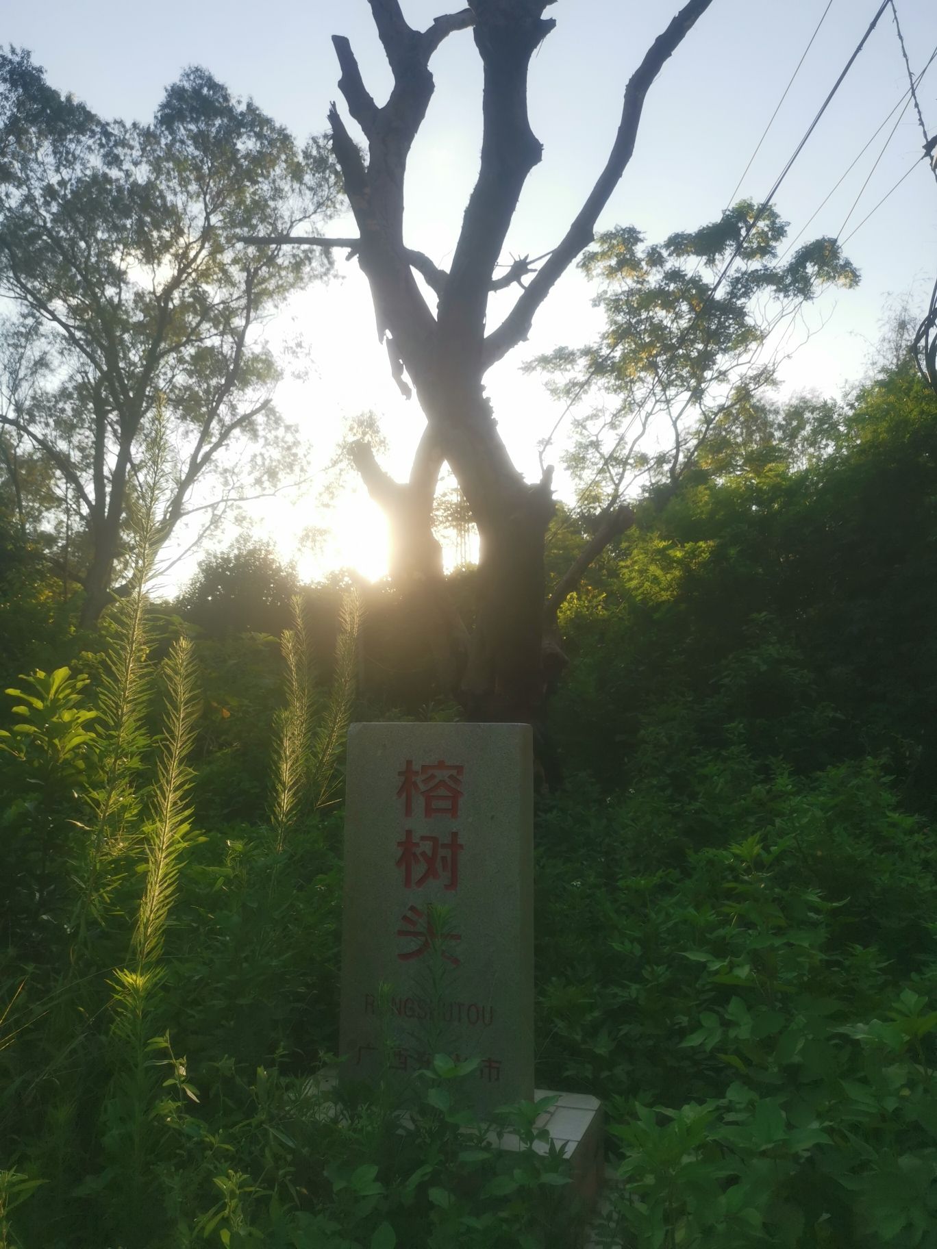 古榕部落旅行图片 1